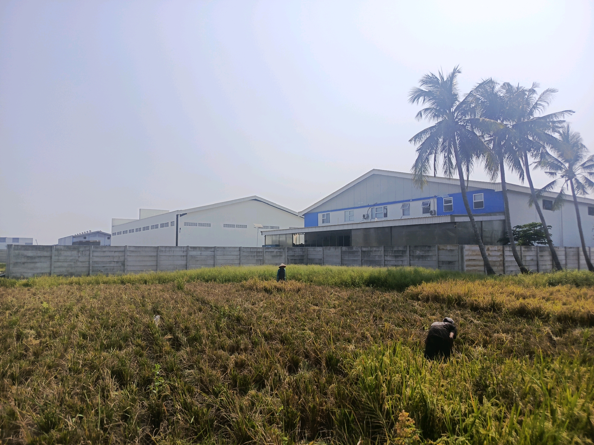 In the city of Laksana, Indonesia, a rural landscape is captured under a hazy sky. In the foreground, a field of dry rice stalks, predominantly brown and yellow, stretches towards a concrete wall that forms a boundary. Two individuals are working in the field. One, to the left, is a person wearing a conical hat and a dark garment, bent over as if tending to the crops. Further to the right, another person, also in dark clothing and wearing a hat, is similarly engaged in work, their back to the camera. Beyond the concrete wall, a long, white industrial building with rows of small windows is visible, extending across the frame. To the right of this building, a more modern structure with a blue section and multiple windows is present, with several palm trees in front of it. The overall impression is one of an agricultural area bordering an industrial zone.