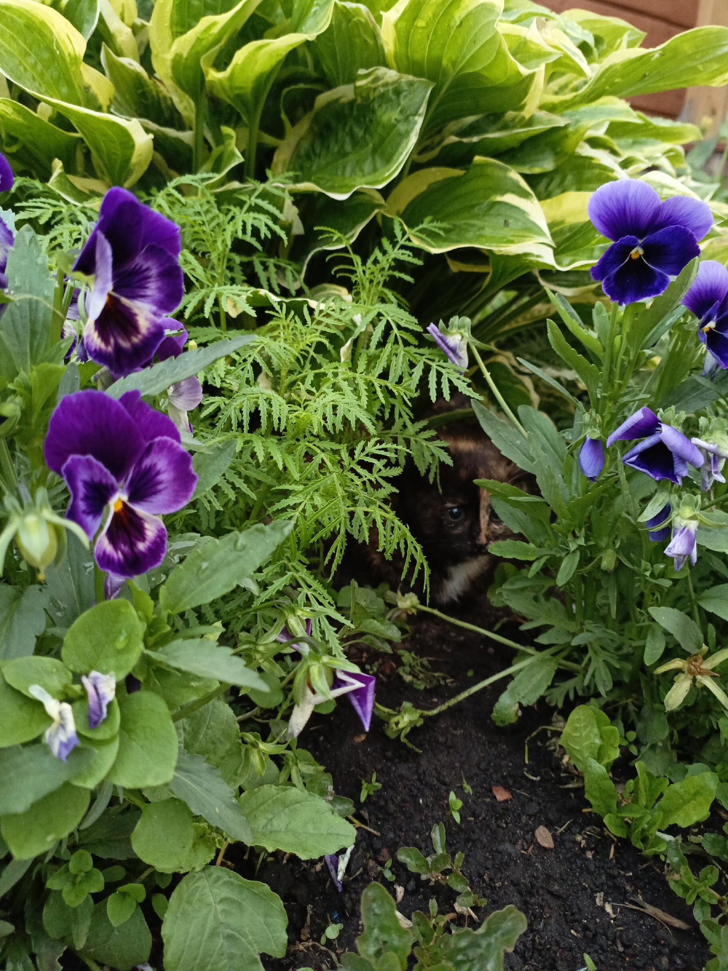 A young tortoiseshell kitten is nestled among purple pansies and lush green foliage in a garden. The kitten's fur is a mix of black, brown, and orange patches. Its eyes are open, and it appears to be looking to the right. The surrounding plants include hostas with variegated green and yellow leaves. The ground beneath the plants is dark soil. The scene is likely in a residential garden in the village of Irnyksh, Russia.