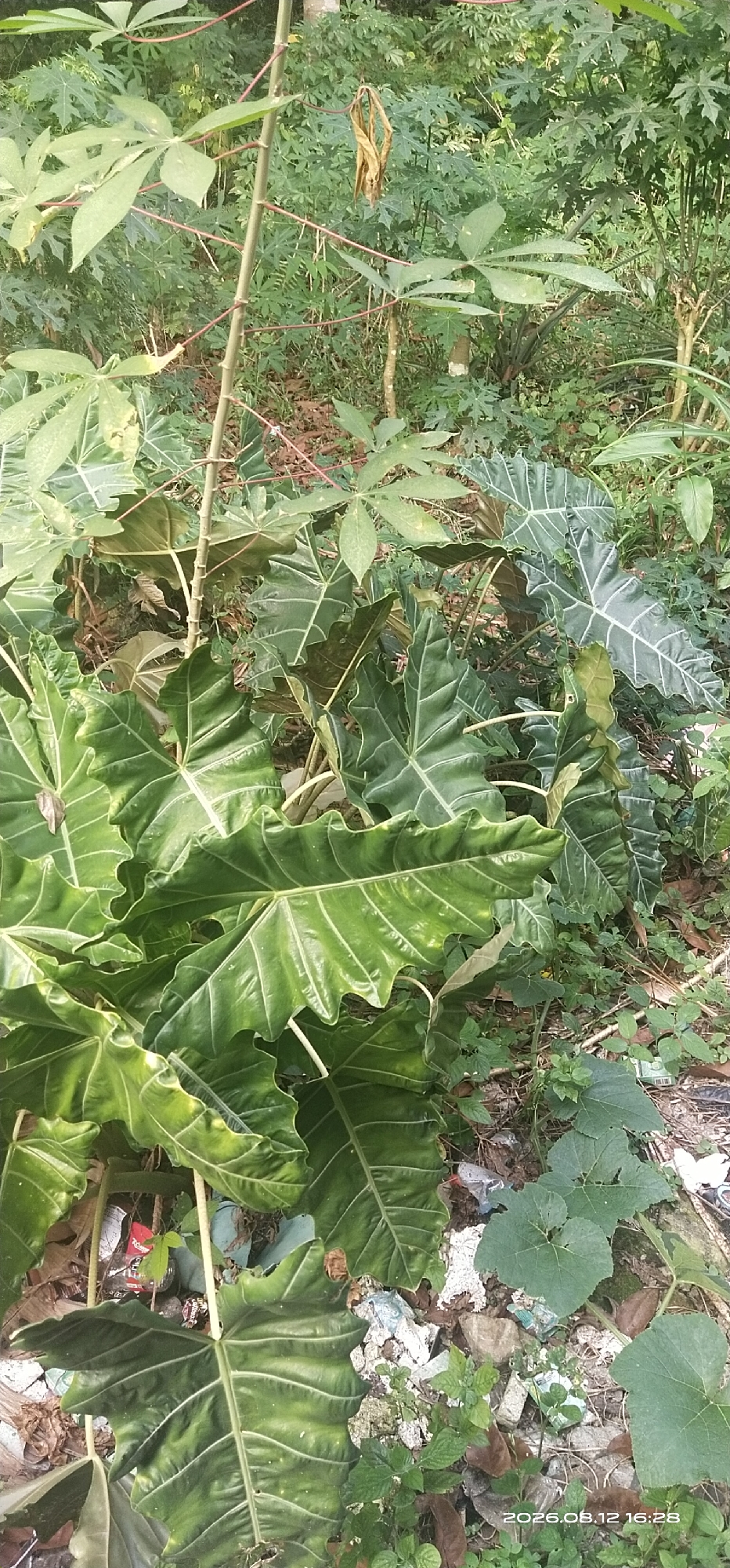 The image depicts an outdoor scene in Matabu, Indonesia, with a focus on lush vegetation. In the foreground, large, glossy green leaves of what appear to be Alocasia plants dominate the frame. These leaves have prominent, lighter-colored veins and some have a wavy or ruffled edge. A thin, upright stalk, possibly from a different plant, runs vertically through the center of the image, with thin branches extending outwards. Behind the Alocasia, more foliage is visible, including plants with lobed leaves that resemble cassava (Manihot esculenta). The ground is covered with dry leaves, small green plants, and scattered debris, including what looks like bits of plastic and concrete. The overall impression is of a wild or overgrown area, possibly a backyard or a patch of undeveloped land within the city. The lighting suggests it is daytime. The lower right corner of the image contains a timestamp: "2026.08.12 16:28". No people or animals are visible in the frame.