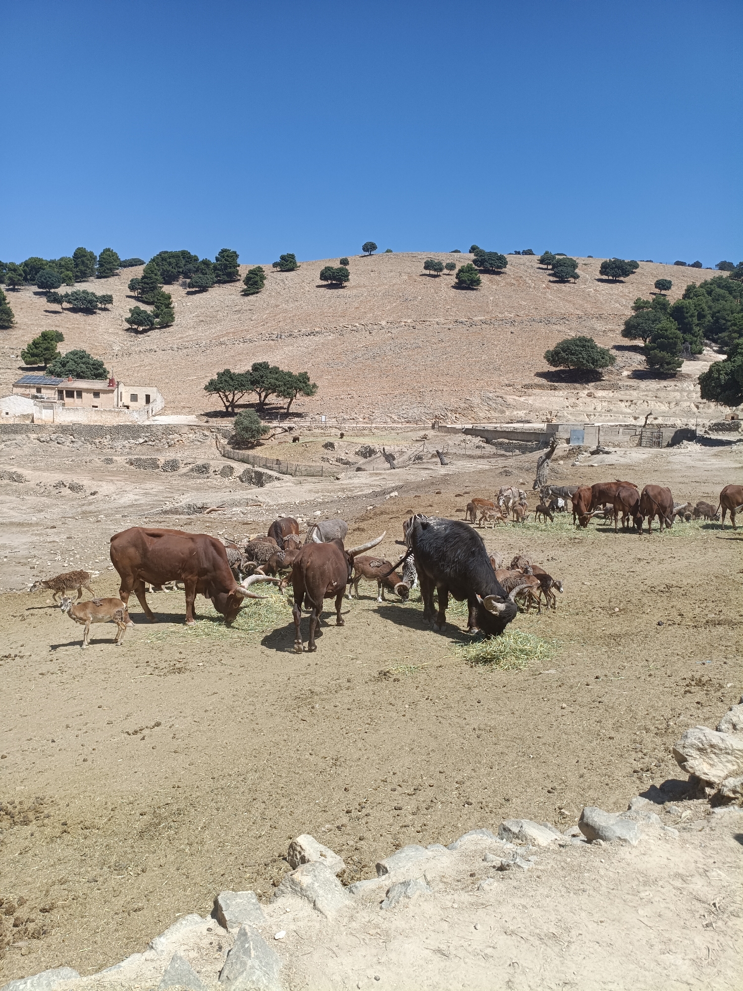 The image depicts a zoo enclosure in Penàguila, Spain, under a clear blue sky. A herd of animals, including several adult watusi cattle, a dark buffalo, and numerous smaller ungulates resembling goats or deer, are grazing on a patch of hay in the sandy enclosure. The background features a dry, hilly landscape dotted with scattered trees and shrubs. In the middle ground, a few buildings are visible, one appearing to be a residential structure with a red roof, adjacent to solar panels. A stone wall runs along the lower edge of the frame, partially obscuring the ground. The overall scene suggests a sunny day in a semi-arid environment.