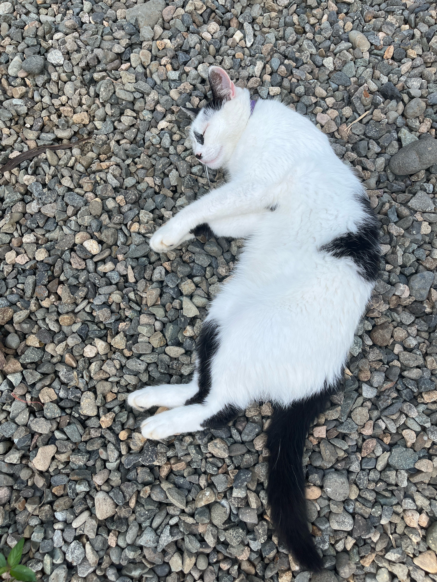 A black and white cat is lying on its side on a bed of gravel. The cat is mostly white with black patches on its head, back, and tail. Its eyes are closed, and its mouth is slightly open. The cat is wearing a purple collar. The gravel is composed of various sizes of grey and brown stones. In the background, there are a few larger rocks and some dried plant debris. The scene appears to be outdoors, possibly in a yard or a public space. Based on the information provided that this image is from Ureki, Georgia, the gravel ground suggests an outdoor setting like a beach access area or a park.