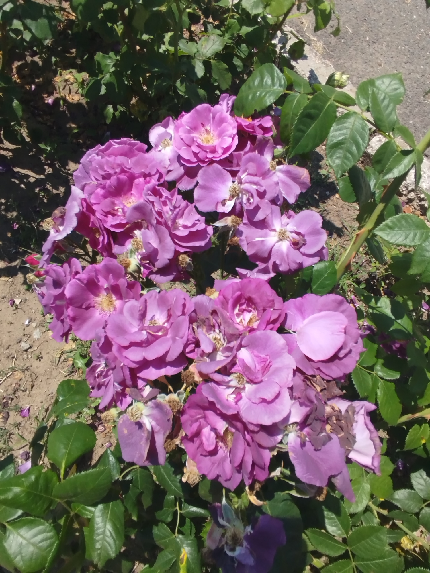 A close-up, eye-level shot captures a cluster of purple roses in bloom, with some of the flowers showing signs of wilting and browning. The roses are varied in their fullness, with some tightly furled and others fully open, revealing their yellow centers. Their petals range in color from deep violet to lighter lavender hues. Surrounding the roses are vibrant green leaves and thorny stems, indicating the plant is a rose bush. The background shows dry, brown soil, a grey concrete curb and asphalt, and shadows suggesting an outdoor setting under direct sunlight. The overall impression is one of a blooming rose bush in a natural or garden environment, possibly near a pathway or roadside.