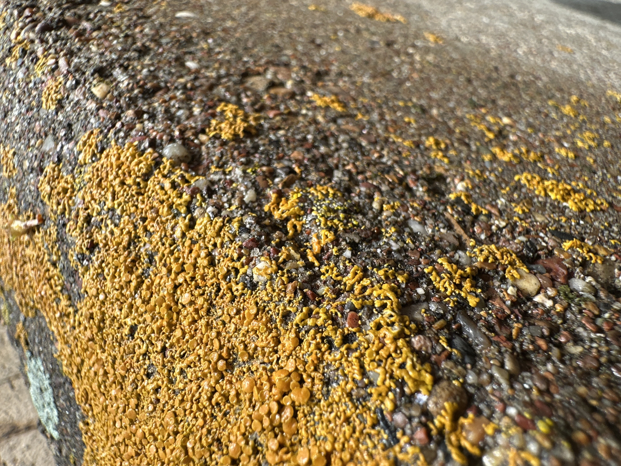A macro photograph captures an irregular surface covered extensively with bright yellow biological growth, identified as either lichen or moss. The growth manifests in distinct forms, including densely clustered, rounded, and lobed structures up to 5mm in diameter, intermixed with more granular and slightly branched formations. The underlying substrate is a coarse, dark grey composite material, likely exposed aggregate concrete, containing embedded pebbles of various colors such as grey, white, red, and black. The surface exhibits a degree of moisture, indicated by subtle reflections on the aggregate. The image is composed from an oblique, downward perspective, utilizing a shallow depth of field to emphasize the immediate surface. The scene is illuminated by natural light. The location is the city of Unknown, Unknown.
