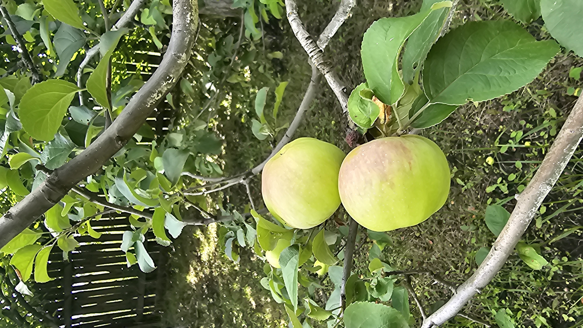 In Romanovka, Russia, an apple tree branch bears two light green apples, one positioned above the other. The apples have a slight blush of pink on their surfaces. The branch is rough and gray, with some visible lichen. Lush green leaves surround the fruit. In the background, a wooden fence, constructed of vertical planks, is partially visible. The ground is covered with green grass, foliage, and small yellow flowers, dappled with sunlight filtering through the trees. The overall scene depicts a natural, outdoor setting.