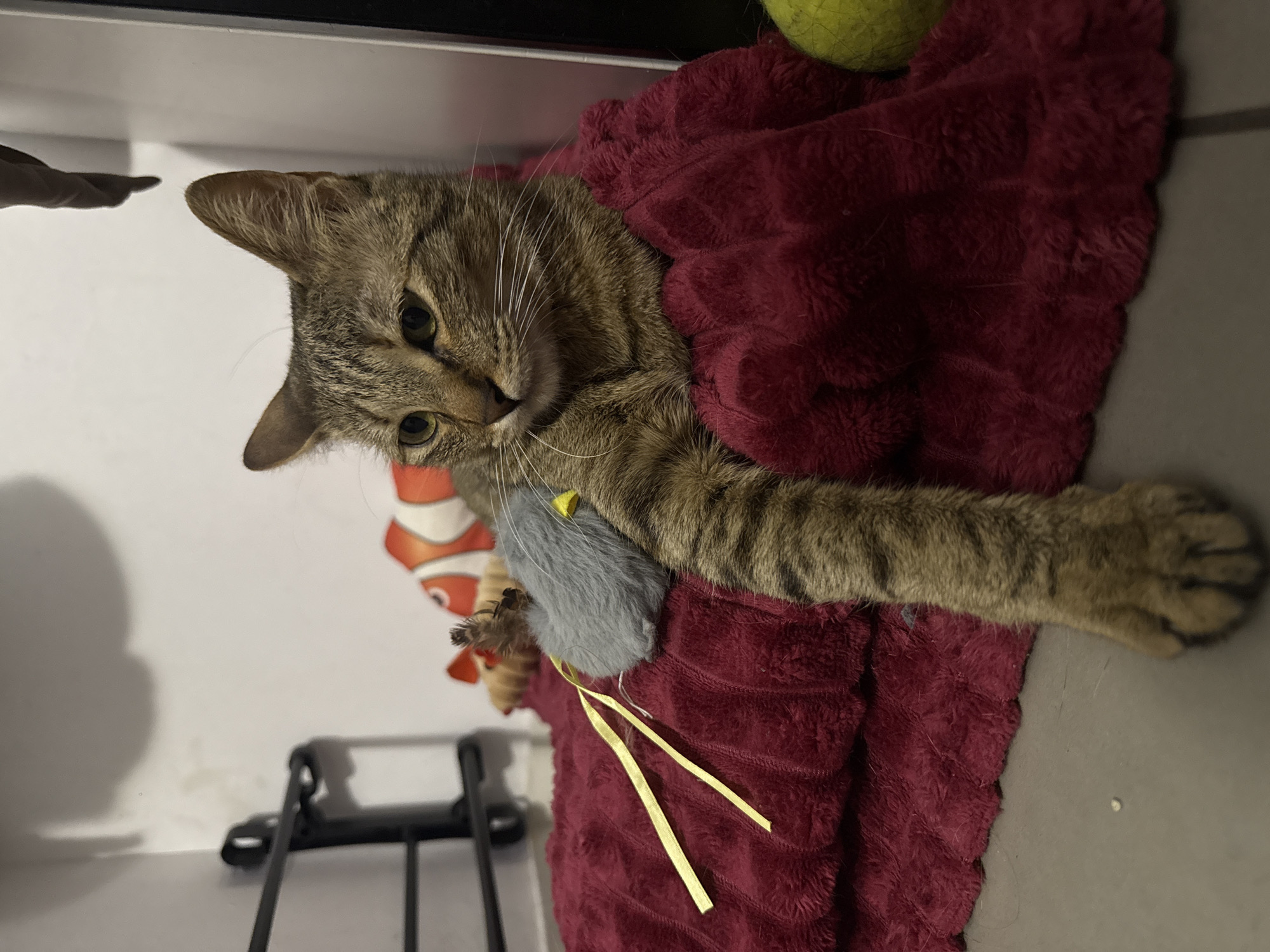 A brown tabby cat lies on a red, textured blanket, clutching a gray toy mouse with yellow ribbons. A yellow tennis ball sits atop the blanket near the cat's head. The cat extends one paw towards the viewer. In the background, there's a partial image of a toy fish, and a black metal frame-like structure is visible on the left. The location is not discernible from the image.