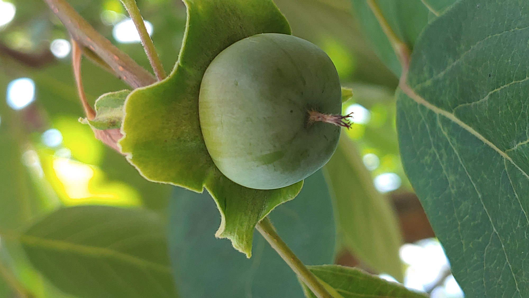 A close-up, vertical, outdoor shot shows a single, unripe, green fruit hanging from a branch. The fruit is round and smooth, with a small, brown, hairy stem at its bottom. It is partially cradled by a broad, green leaf that is curled upwards around the top of the fruit. The leaf has a serrated edge and a fuzzy texture. The background is blurred and consists of more green leaves and bright, circular bokeh lights, suggesting sunlight filtering through foliage. A thin branch extends diagonally from the upper right to the lower left of the frame, with another larger leaf visible in the bottom foreground. The scene is set in a natural environment, likely a garden or park, in Mukachevo, Ukraine. No people are present.