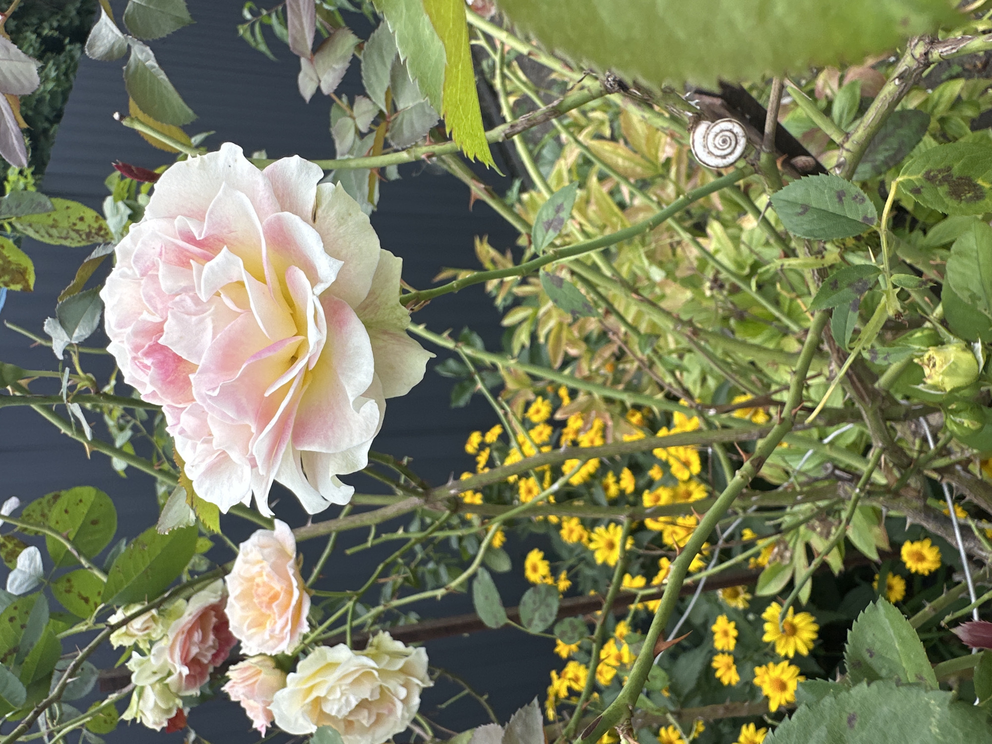 In the city of Yessentuki, Russia, a close-up, eye-level shot captures a garden scene. The foreground is dominated by the thorny branches of a rose bush, with a large, pale pink and white rose bloom prominently displayed. Behind the rose bush, a dense cluster of small yellow flowers is visible, interspersed with green foliage. A dark, vertical fence forms the backdrop of the scene. A small, coiled snail shell is attached to one of the rose stems, adding a subtle detail to the composition. The overall impression is one of natural beauty and tranquility.