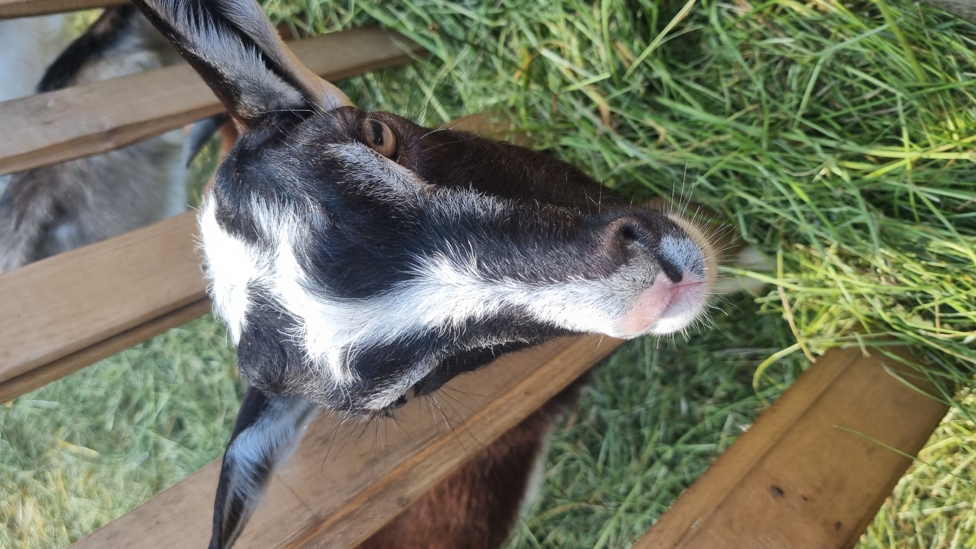 The scene is situated in Melnyky, Ukraine. A young black and white goat is centered in a close-up, head-on view, looking directly towards the camera. The goat features a prominent white blaze extending from between its dark eyes down its snout to its pink muzzle. Long white whiskers protrude from its snout. Its right eye (viewer's left) is clearly visible, with a light brown iris. Partially visible black and grey ears are positioned on either side of its head. The goat is framed by two light brown wooden planks, likely part of a fence or feeding structure. Abundant green grass or hay is visible in the foreground around the goat's muzzle and also in the blurred background. A portion of another grey and white animal is indistinctly visible behind the wooden structure in the upper right background. The scene is brightly illuminated by natural light.