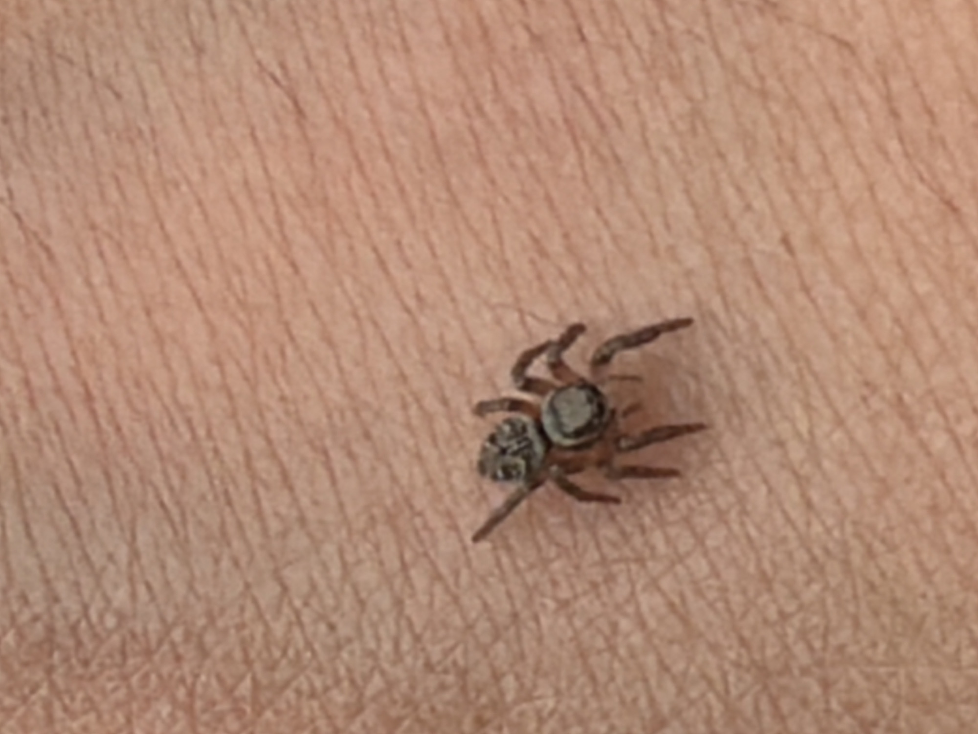 A small, dark-colored spider with lighter markings on its abdomen and cephalothorax is positioned on a human forearm. The spider is facing left, with its legs splayed. The skin of the forearm exhibits texture from pores and fine lines. The lighting suggests an indoor or shaded outdoor environment. No specific location in Izhevsk, Russia can be determined from the image.