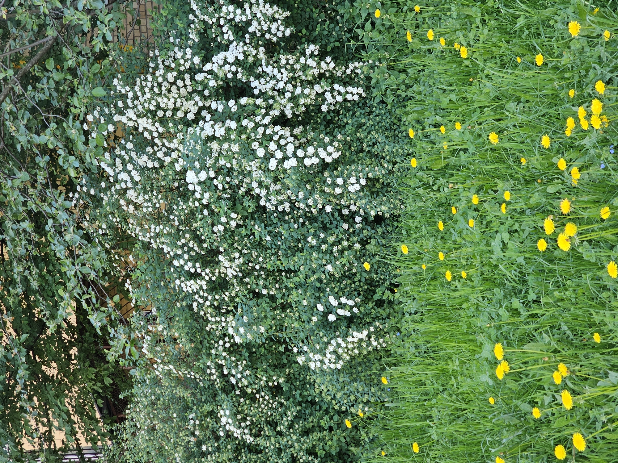 The image shows a view of a garden in Moscow, Russia. On the left, a tree with green leaves stands next to a bush covered in white flowers. To the right, a lawn of grass is dotted with yellow dandelions.