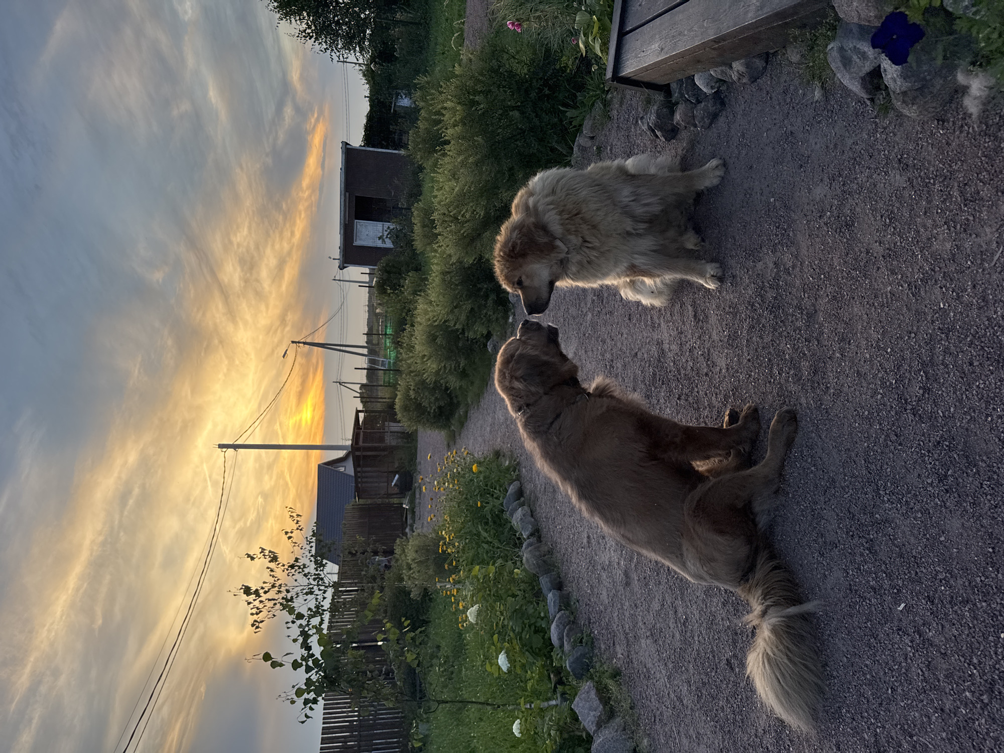 Two large dogs, one brown and one golden, are facing each other on a gravel path in what appears to be a rural setting. The brown dog is seated on the left, with its tail curled. The golden dog is seated on the right, with a fluffy mane. In the background, there is a wooden fence, some vegetation, a small building with an open door, and a house with a dark roof. Overhead, a dramatic sunset paints the sky with vibrant orange and yellow hues, with wispy clouds streaking across the sky. Power lines are visible stretching across the scene. The image captures a moment of gentle interaction between the two animals against a picturesque natural backdrop. The location is identified as Kempelevo, Russia.