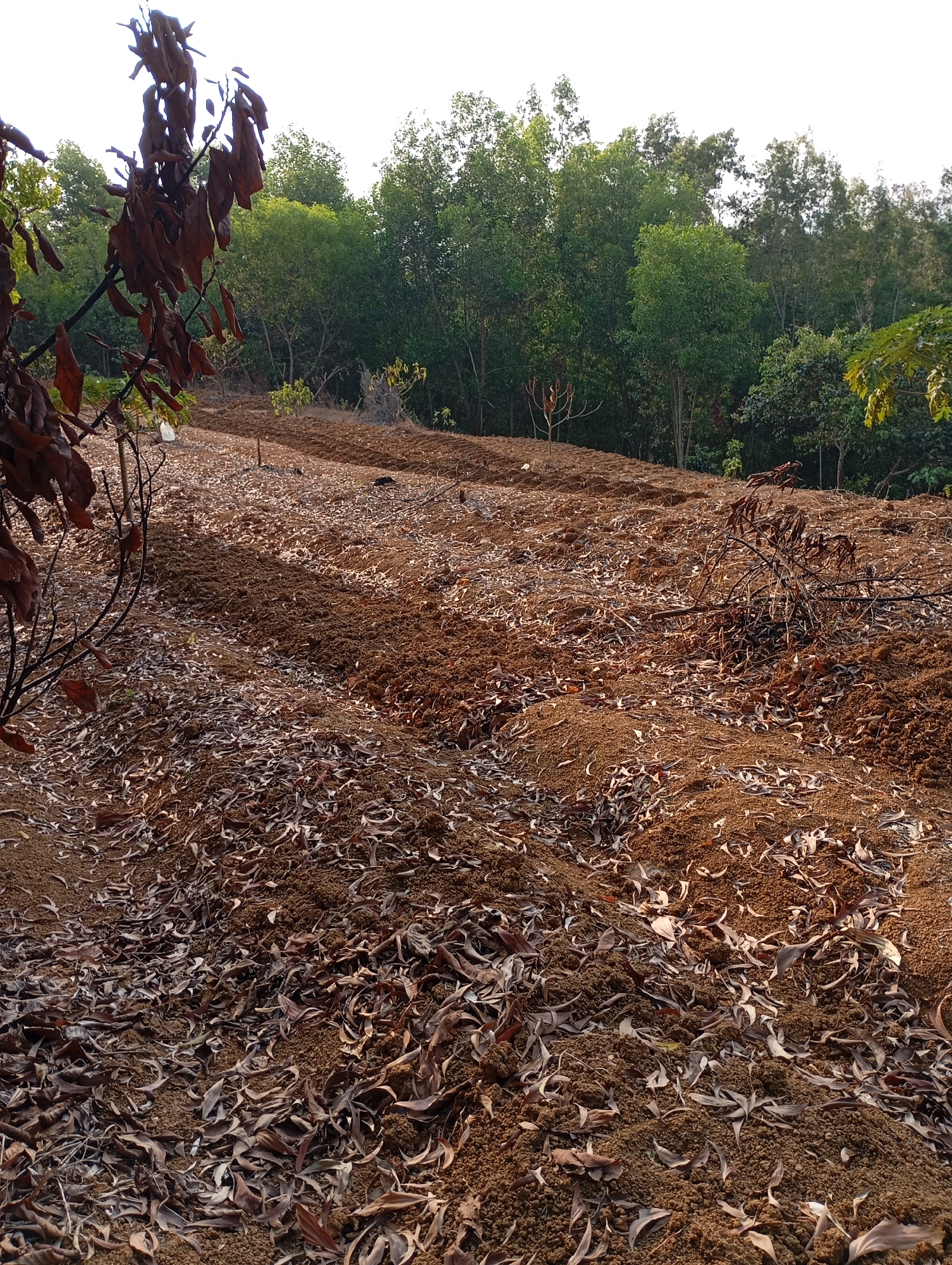 An outdoor scene depicts a tilled agricultural field in Ketepung, Indonesia. The foreground is covered with brown soil and a layer of dry, fallen leaves. Rows of soil are visible, suggesting recent cultivation. In the background, a dense forest with various shades of green trees borders the field. The sky is a bright, overcast white, indicating daylight. There are no people or animals present.