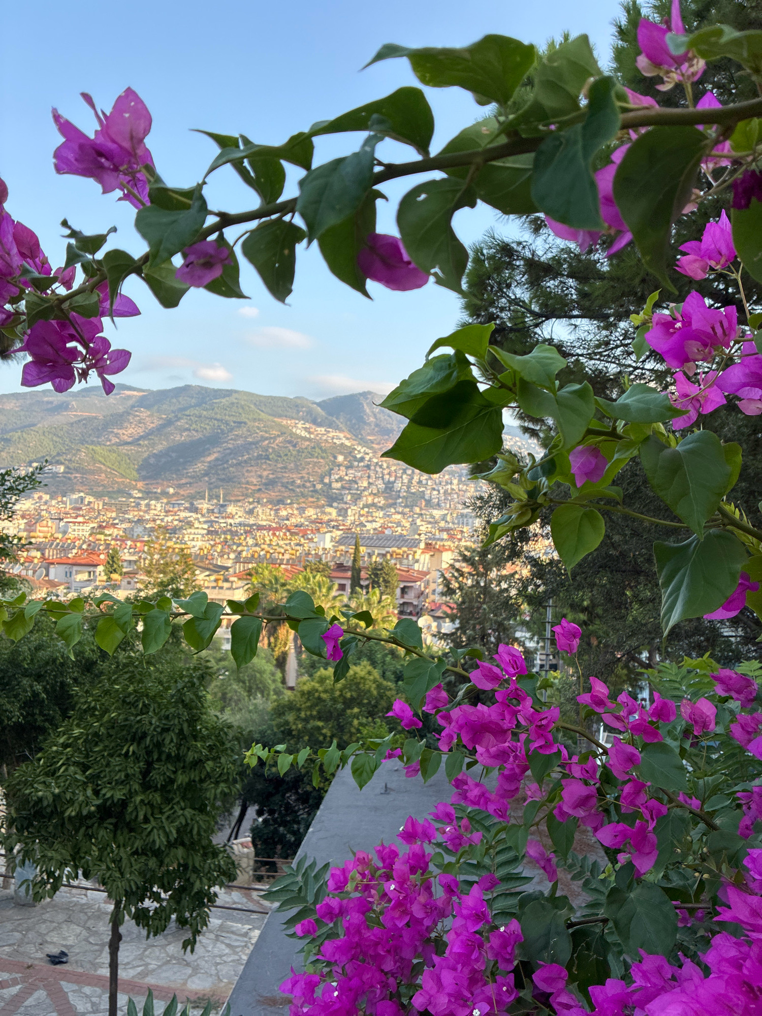 The image captures a scenic overlook of Alanya, Turkey. In the foreground, vibrant pink bougainvillea flowers and lush green leaves frame the view. Beyond the foliage, a densely populated city unfolds, with buildings of varying heights and architectural styles, predominantly featuring red-tiled roofs. The city extends towards rolling hills that dominate the background, their slopes dotted with more structures and natural vegetation. The sky above is a clear blue with a few wispy clouds, suggesting it's daytime, likely late afternoon given the warm lighting. The overall impression is one of a picturesque Mediterranean landscape, with nature intertwined with urban development.