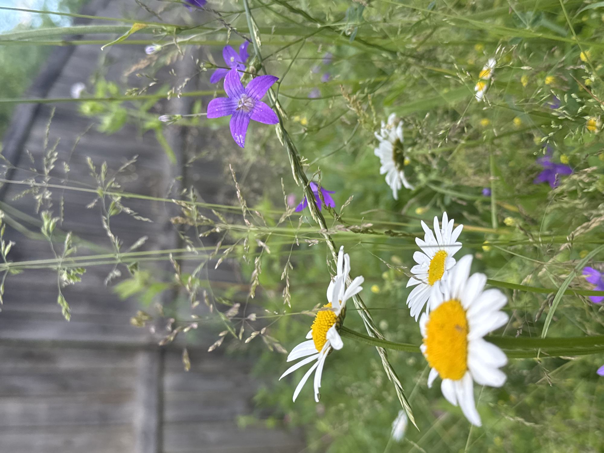 A close-up, eye-level shot captures a wild meadow scene in Volokolamsk, Russia, featuring several daisies and purple bellflowers interspersed with tall grasses and a weathered wooden fence in the background. The focus is on the foreground flowers, with one daisy prominently displayed on the left and another slightly out of focus to the right. A striking purple bellflower with five petals is visible in the upper right quadrant of the image, with two smaller purple flowers also present. The fence, which appears to be made of vertical wooden planks, serves as a backdrop, partially obscured by the vegetation. The lighting suggests a daytime scene, possibly late afternoon due to the soft, diffused light. No people or animals are present.