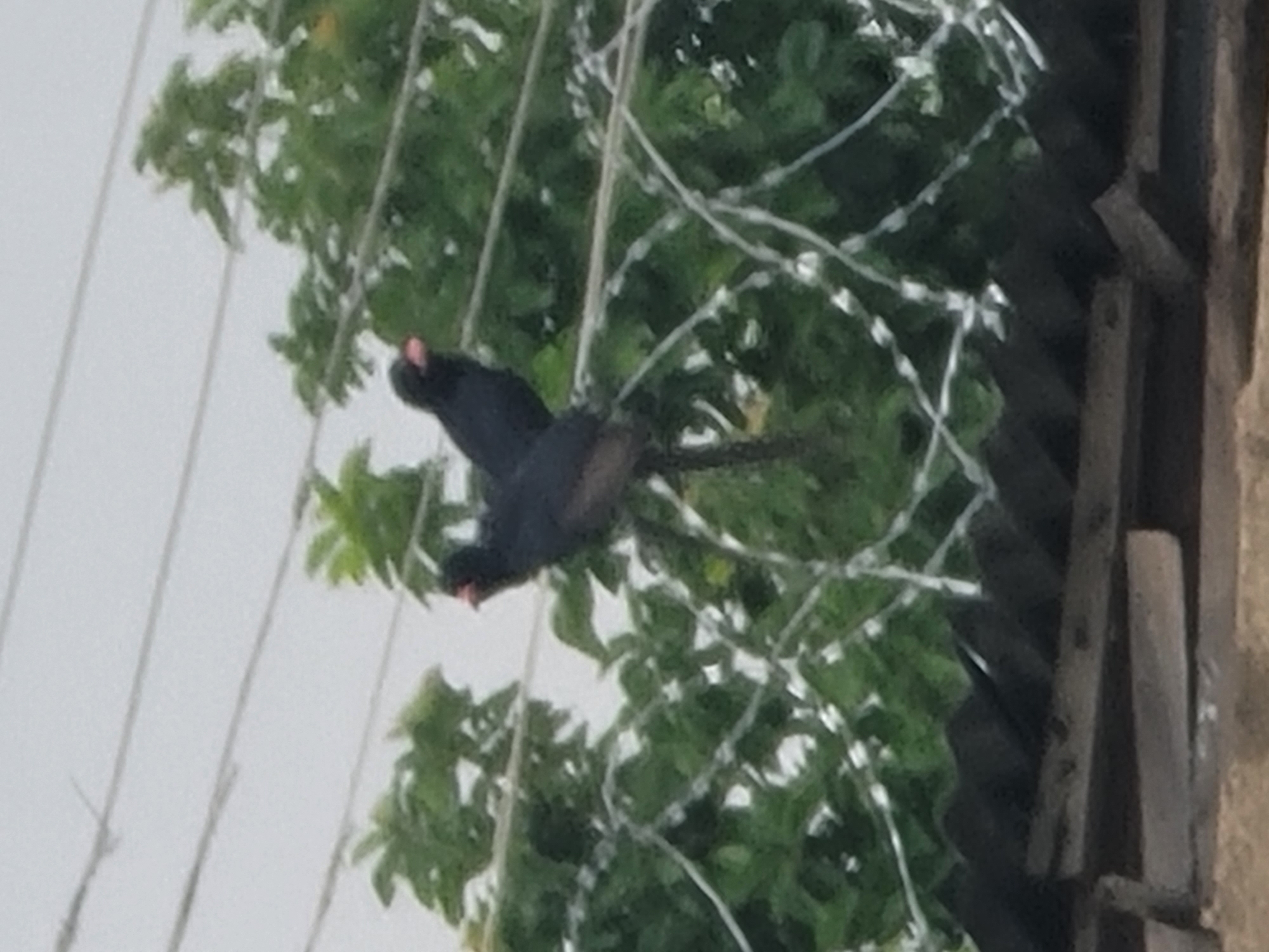 The image captures a medium shot of two dark-colored birds perched on a barbed wire fence. The birds are positioned centrally in the frame, with their backs to the viewer. Their plumage is uniformly dark, and one of the birds appears to have a slight pinkish hue on its beak. Behind the birds, lush green foliage from trees is visible, with some of the leaves appearing bright and vibrant. The barbed wire fence, a prominent element, is taut and extends across the middle ground of the image, with several strands forming a crisscross pattern. Below the fence, a corrugated metal roof is visible, its dark surface textured with shadows and highlights. The overall environment suggests an outdoor setting, possibly in a residential or semi-urban area, given the presence of the fence, roof, and trees. The sky in the background is a muted, overcast gray. The scene is static, with no apparent movement or action from the birds.