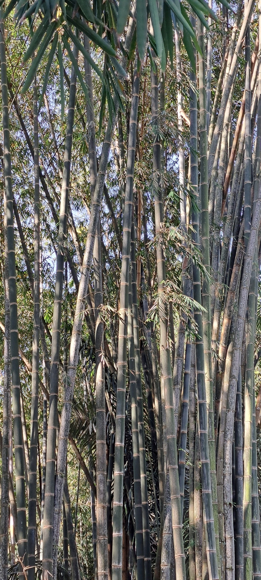 The image depicts a dense forest of bamboo stalks, predominantly dark green and gray in color, with visible nodes and segmented sections. The bamboo culms vary in thickness and height, with some reaching the top of the frame. Lush green bamboo leaves and smaller branches are interspersed throughout the stalks, creating a thick canopy effect. Sunlight filters through the dense foliage, casting dappled shadows on the bamboo. The background reveals a lighter green and brown blur, suggesting more vegetation and possibly a bright sky. The overall impression is that of a natural, untamed bamboo grove. The scene is consistent with a forest environment, and if located in Tretes, Indonesia, it would be within the mountainous region known for its natural attractions.