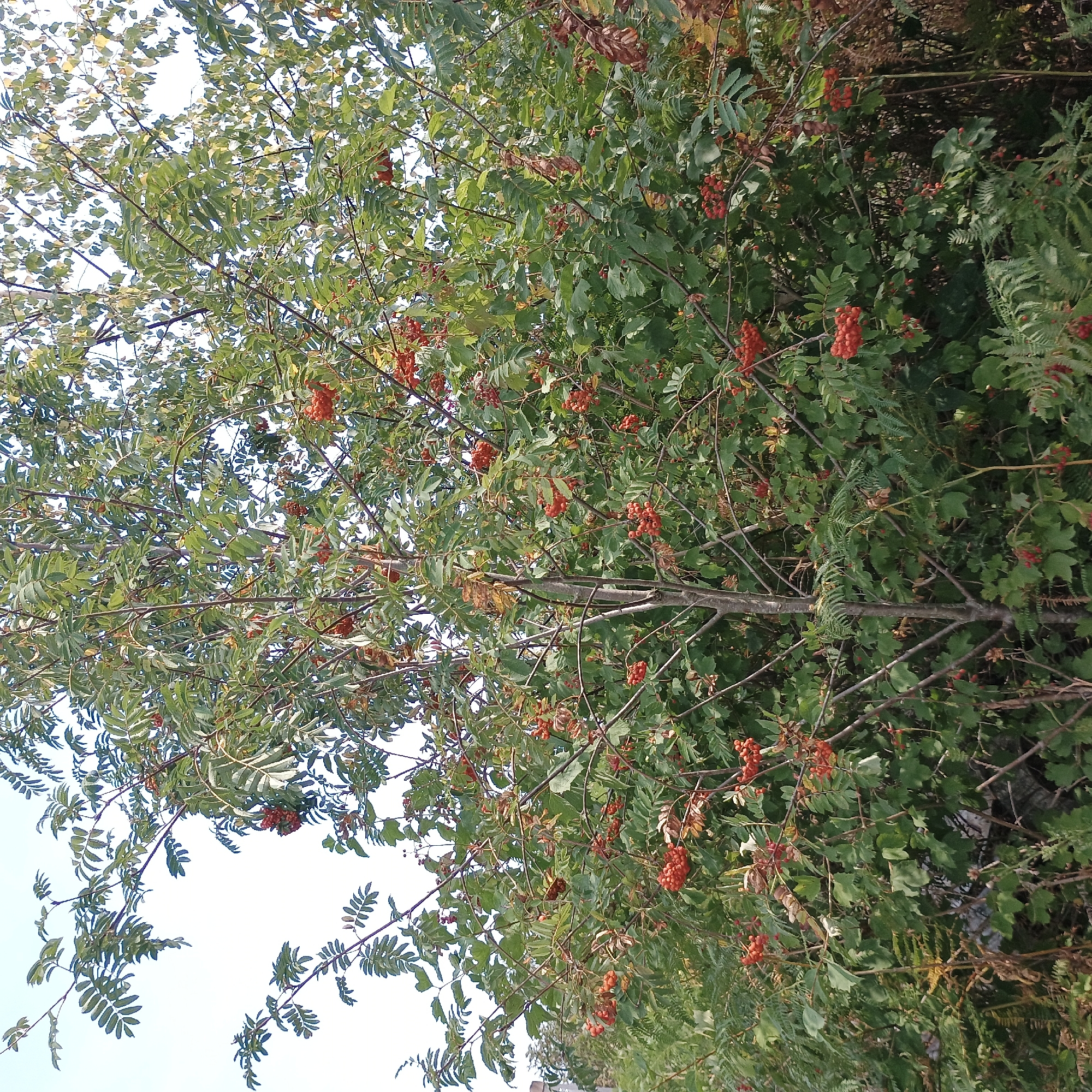 The image is a medium shot of a rowan tree with clusters of bright red berries. The tree is dense with green leaves, and some leaves are beginning to turn yellow and brown, indicating it is likely autumn. The berries are the most prominent feature, hanging in heavy bunches. The background consists of more foliage and a light blue sky. The image is taken outdoors, suggesting a natural or park setting. No people or animals are visible in the frame. The location is the municipality of Möhnesee, Germany.