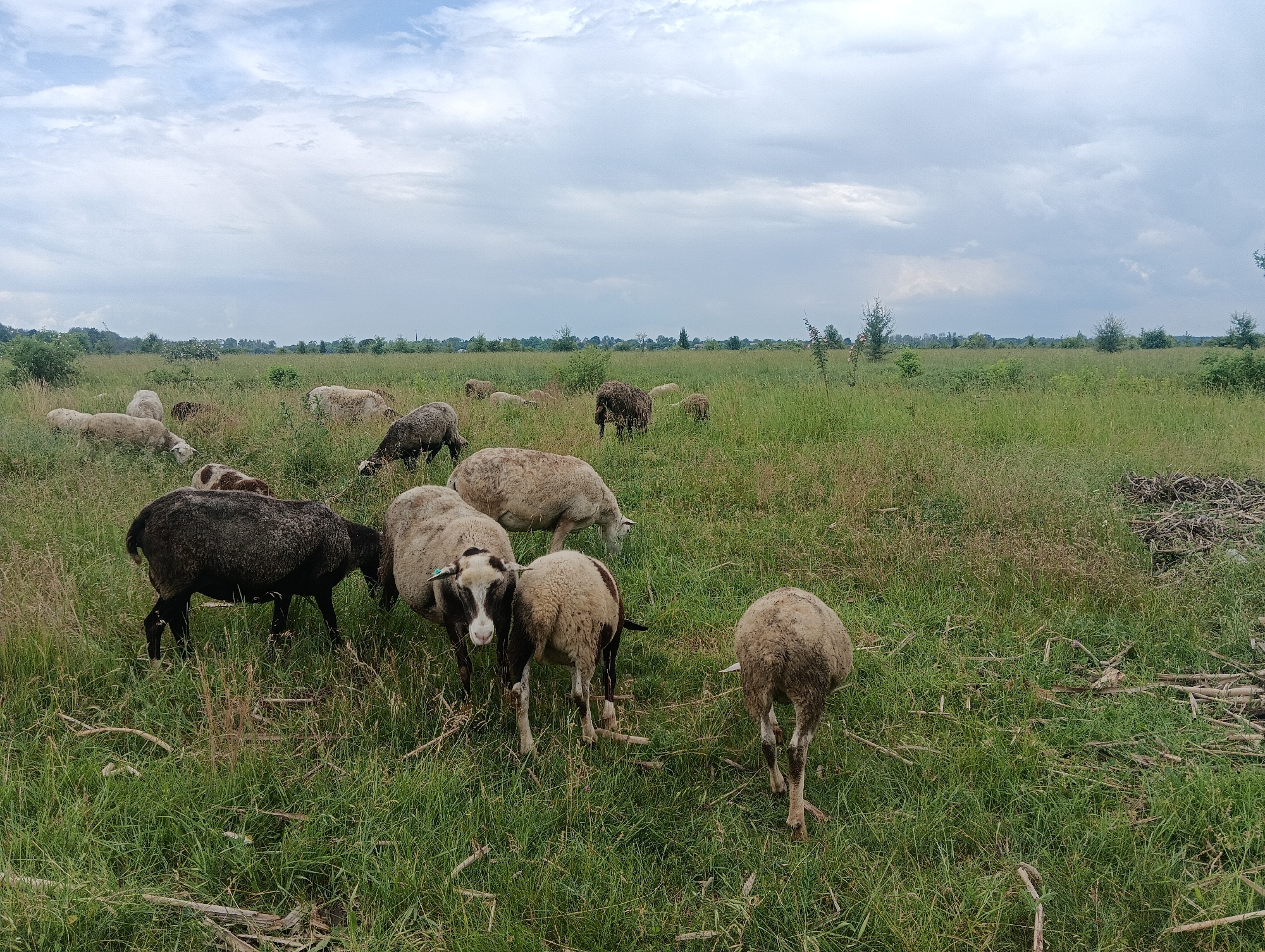A flock of sheep grazes in a grassy field under a cloudy sky. The sheep are of various colors, including white, black, and brown. Some of the sheep are standing, while others are bent over eating grass. In the background, there is a line of trees and a distant horizon. The field is covered in tall grass and some dry branches are scattered on the ground. The overall scene suggests a rural or semi-rural environment.