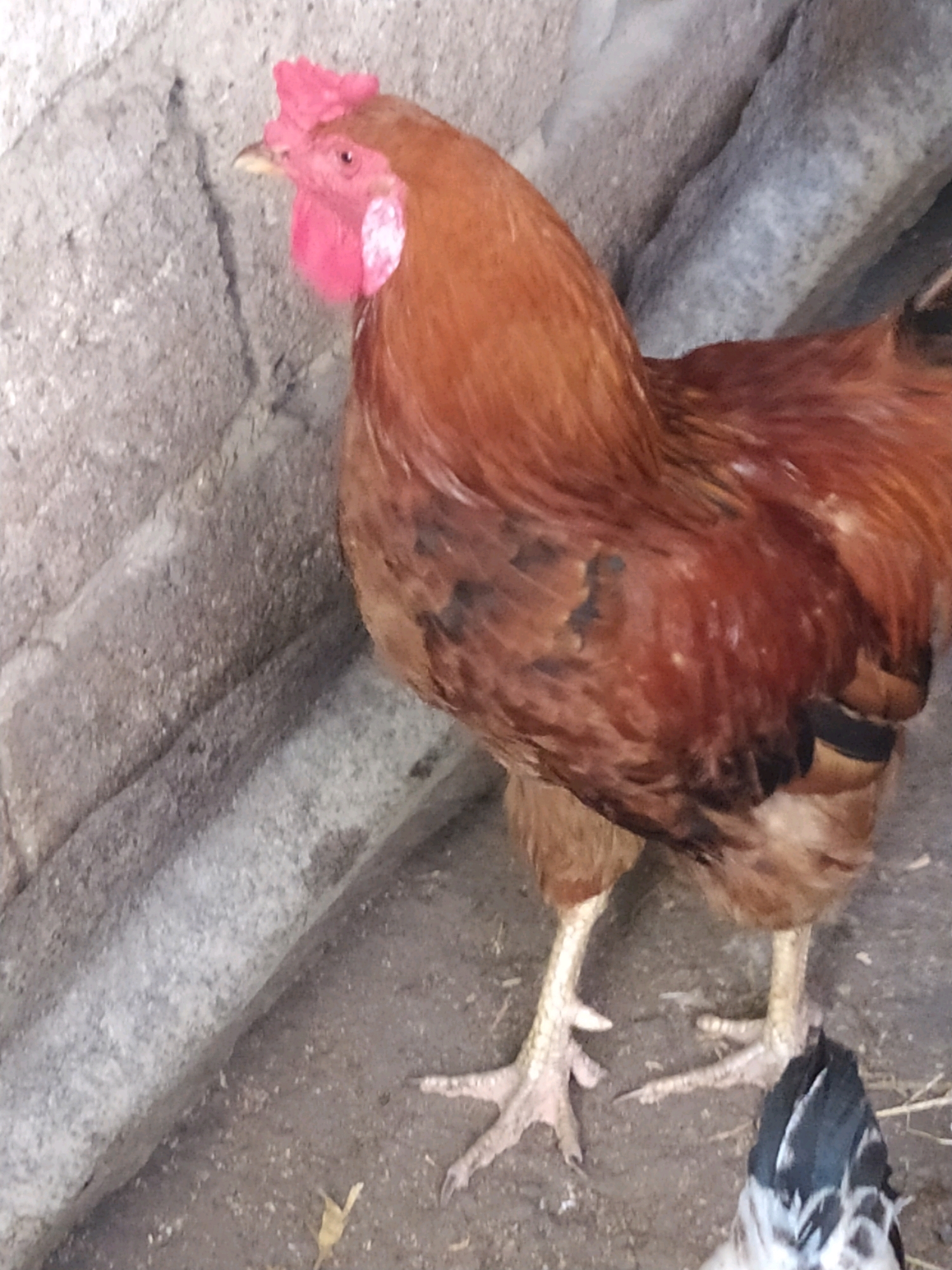 In Khazar Raion, Azerbaijan, a close-up, eye-level, medium shot captures a rooster standing on a dirt and gravel ground. The rooster, primarily reddish-brown with some darker markings on its body, faces left with its head slightly tilted upwards. It has a bright red comb on its head and red wattles beneath its chin. Its legs are pale yellow and appear scaled, with visible claws. To the lower right of the frame, the head and upper neck of another bird, with black and white plumage, are visible. The background consists of a textured, grey, rough wall, possibly made of concrete or stone, with some lighter-colored patches. The lighting is somewhat uneven, casting shadows and highlighting the textures of the subjects and the environment.