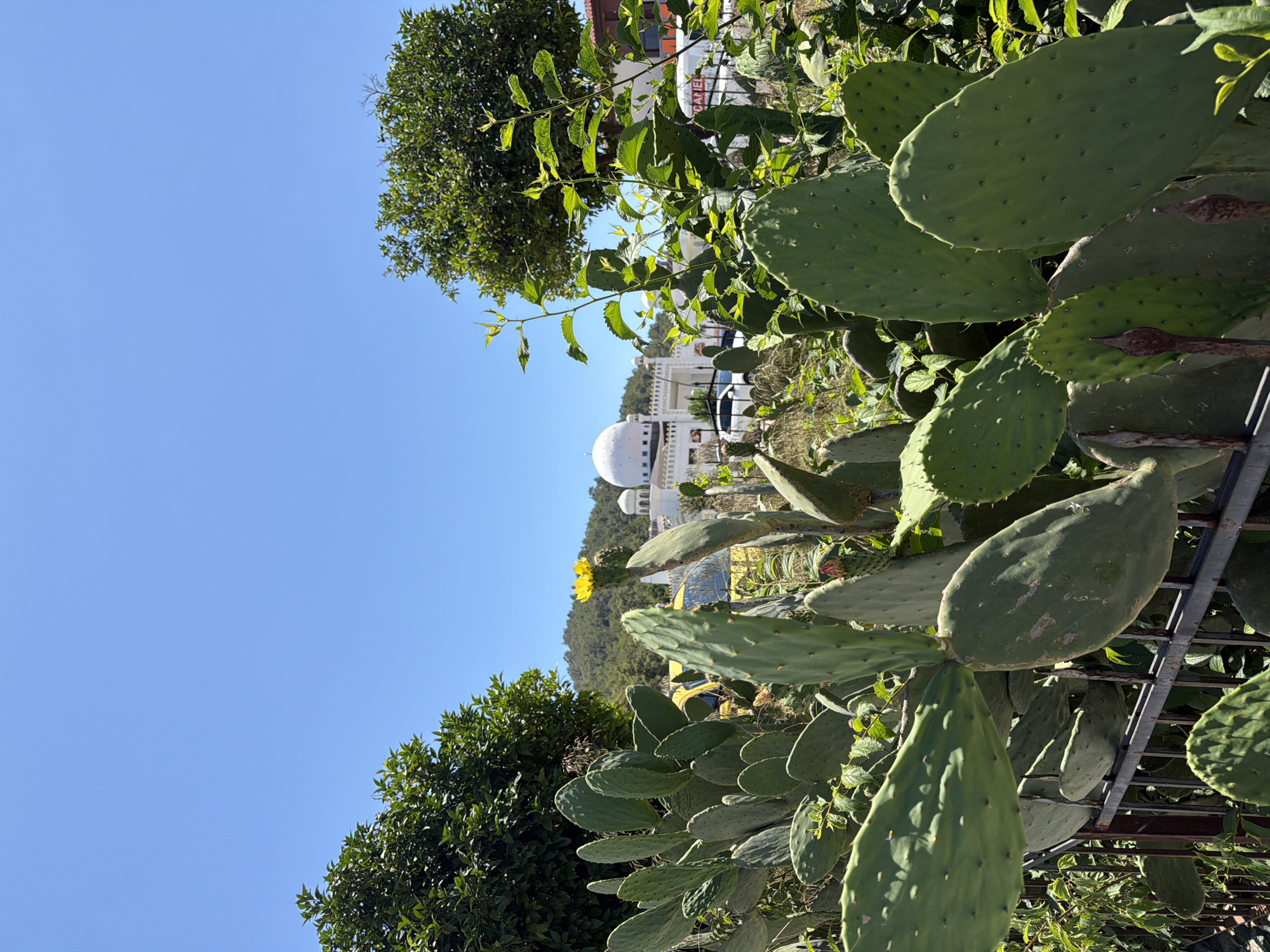 The image displays an outdoor scene with a bright blue sky. In the foreground, a prickly pear cactus with large, flat green pads is prominent. Behind the cactus, a leafy green tree is visible, and further in the background, a white building with domes and arched windows can be seen, possibly a mosque or a similar architectural structure. A yellow flower is blooming near the building. The scene is bathed in sunlight, suggesting it is daytime, and the clear sky implies fair weather. The presence of the cactus and the architectural style hints at a warm climate, potentially a Mediterranean or similar region. No people are visible in the frame.