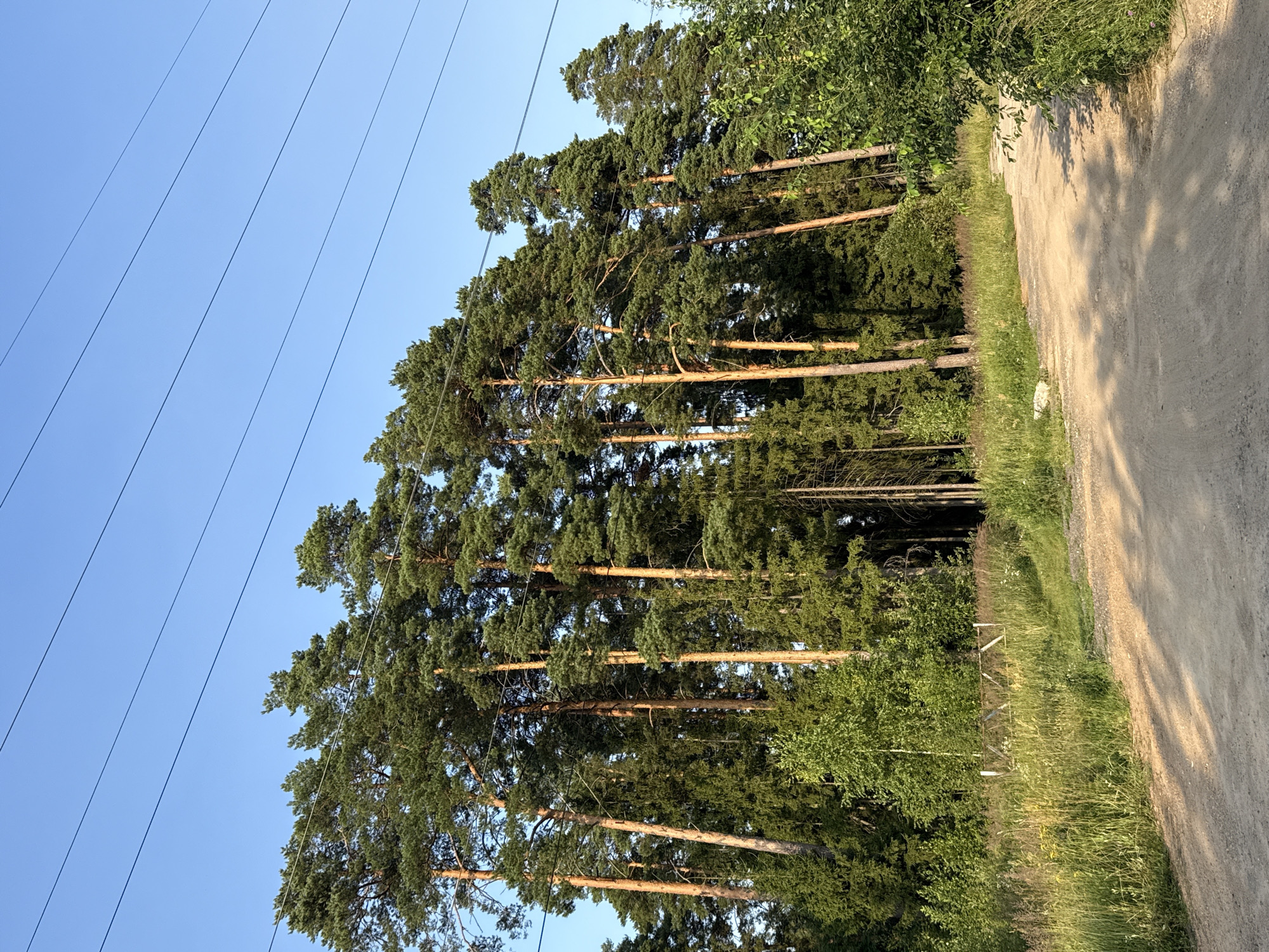 A dirt road curves through a sun-drenched forest in Volkovo, Russia. Tall pine trees with distinct orange-brown trunks line the right side of the road, their green canopies reaching towards a clear blue sky. Several black power lines are visible against the sky. The road surface is a mix of sand and small pebbles, with tire tracks suggesting recent vehicle activity. On the left side of the road, tall grass and wild flowers grow, interspersed with a few smaller trees and bushes. A rustic, white-wooded gate, partially obscured by the vegetation, stands in the middle ground. The overall impression is one of a rural, natural setting bathed in the warm light of a late afternoon or early morning sun.