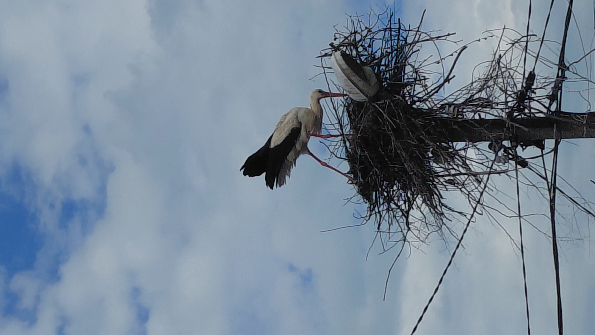 A low-angle shot depicts two storks in a nest atop a utility pole. One stork stands on the edge of the nest, while the other is inside. The sky with a few clouds is visible in the background. The location is presumed to be urban, with utility poles and power lines in view.