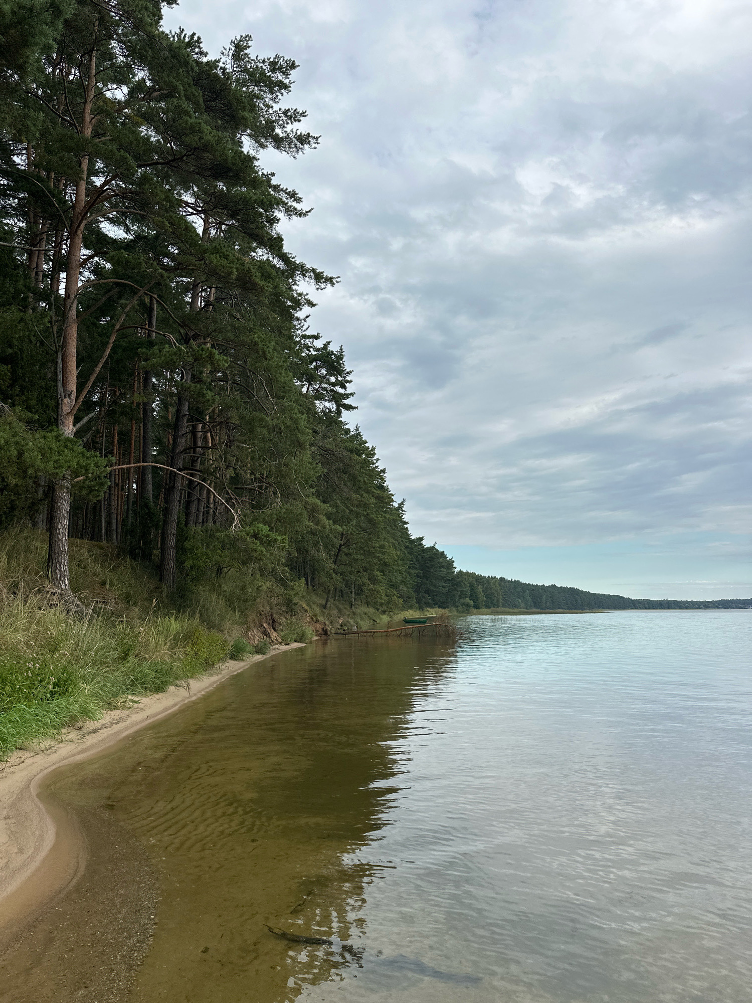 The image shows a natural landscape with a calm body of water bordering a densely wooded area. The water is calm with slight ripples, reflecting the overcast sky. The shoreline features a sandy beach with sparse vegetation. The dominant feature of the land is a thick forest of pine trees, their branches reaching towards the sky. The forest appears to be on a slight incline. In the distance, along the water's edge, a line of trees stretches as far as the eye can see. The sky is filled with clouds, suggesting a possibly cool or damp day. The scene depicts a serene, natural environment, likely a lake or a large river. The location is identified as Нарацкі сельскі Савет, Belarus.