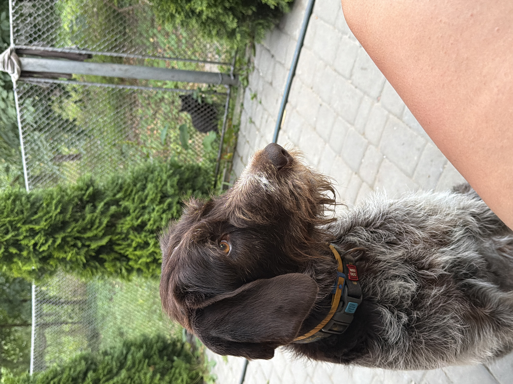 A brown and grey wirehaired dog with floppy ears and a shaggy coat sits on a paved patio, looking to the right. The dog wears a collar with yellow, blue, and red accents. In the background, a chain-link fence encloses a grassy area with a black cat visible in the distance. Green evergreen bushes flank the scene on either side. The image appears to be taken outdoors, possibly in a backyard or courtyard. The geographical location of Kamianka-Buzka, Ukraine, is noted in the prompt but not visually depicted in the image itself.