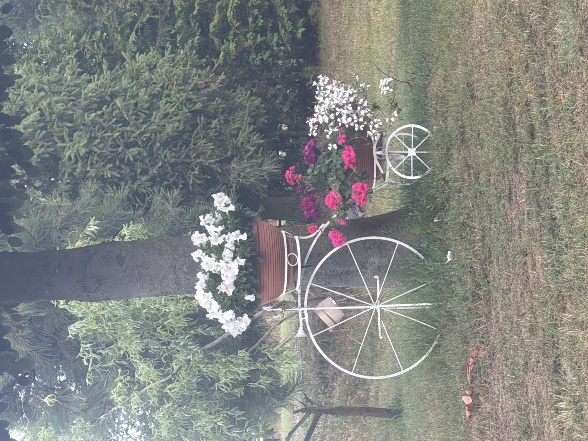 The image depicts an outdoor scene with two decorative plant stands made to resemble bicycles, placed near a tree trunk. The bicycle stands are white and have wheels. The stand on the left holds a terracotta-colored pot overflowing with white flowers. The stand on the right also holds two terracotta-colored pots, one with bright pink flowers and another with white flowers. The background consists of lush green trees and grass, suggesting a garden or park setting. The overall impression is one of decorative landscaping. The location is not specified in the image or crops.