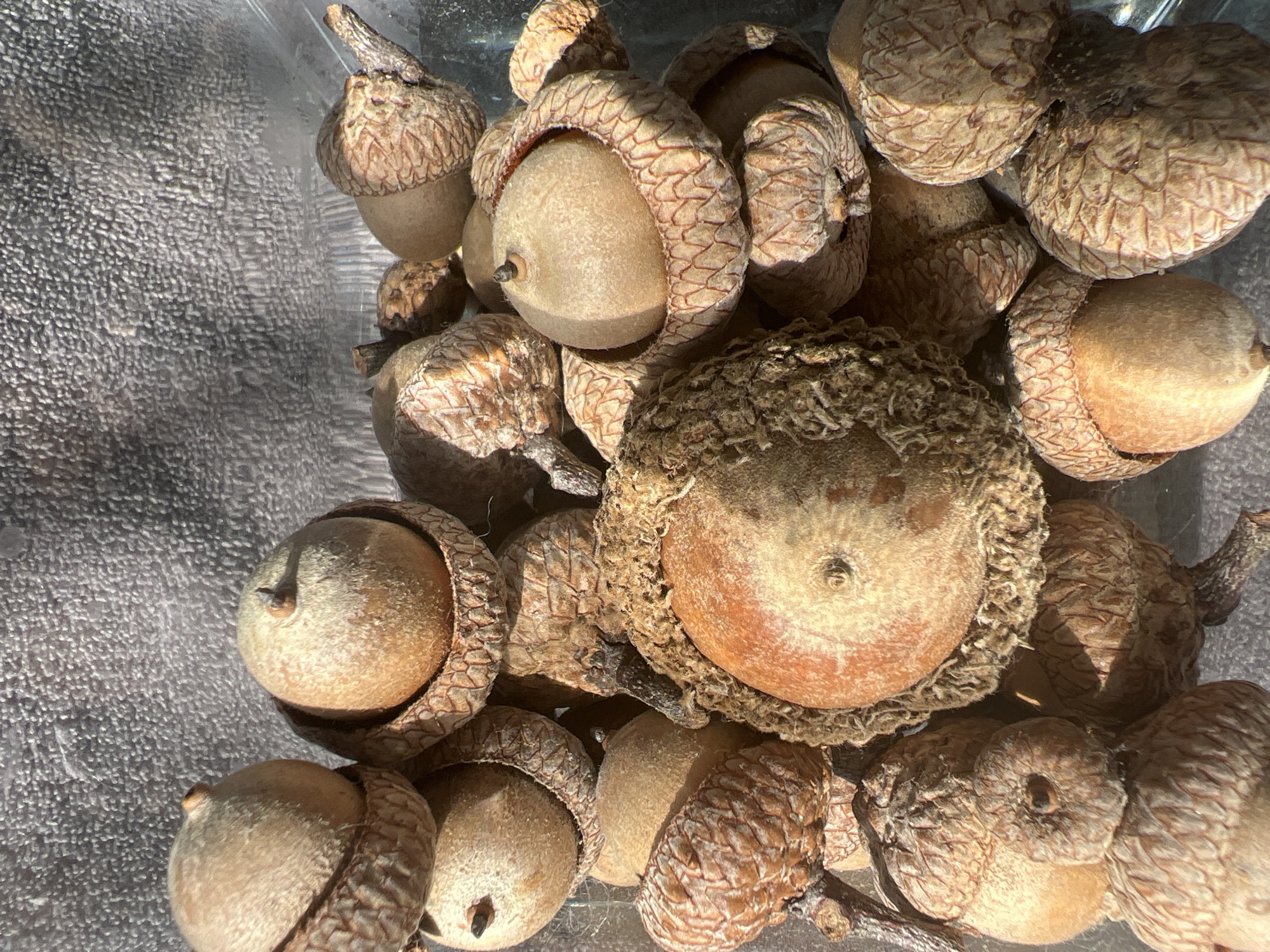 This image is a close-up, top-down view of a collection of acorns, some still in their caps. The acorns are predominantly light brown, with some exhibiting reddish-brown hues. The caps are textured with a pattern of overlapping scales. The background is a textured, gray surface, possibly fabric, that appears to be illuminated by natural light, suggesting it could be daytime. The lighting casts shadows on the acorns, highlighting their textures and shapes. There are no people, text, or discernible weather conditions visible. The context suggests the acorns might be gathered from a location in Columbia, United States of America.