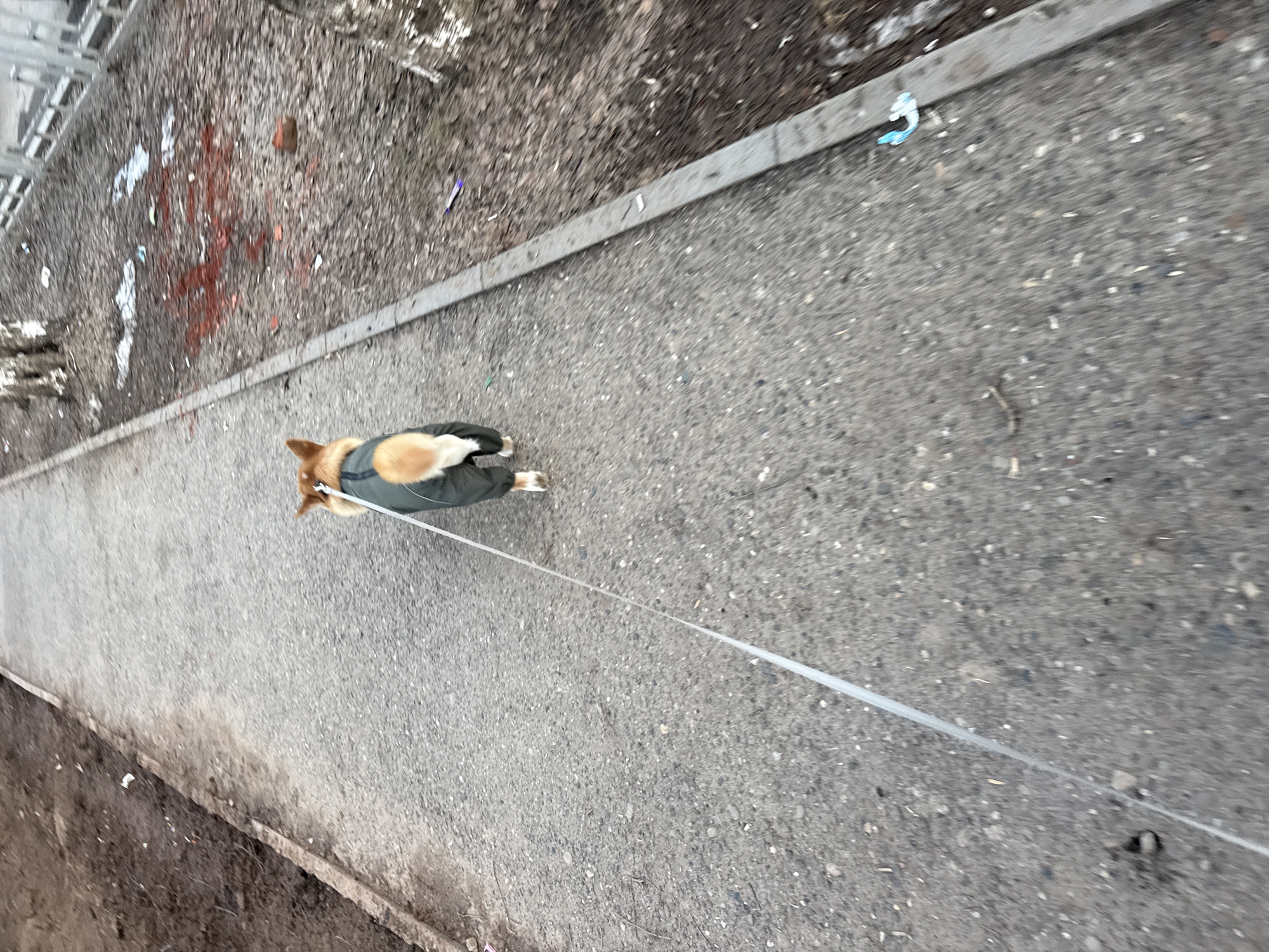 A high-angle, slightly blurred image shows a small dog on a leash walking on a paved path. The dog is wearing a green jacket and has white paws and a brown and tan coat. The leash is taut and extends out of the frame. The paved path is gray and textured. To the left of the path is a strip of dirt and debris, while to the right is a narrow concrete curb. The area appears to be urban, possibly a sidewalk alongside a building or road. Based on the provided information, the location is purportedly in Votkinsk, Russia.