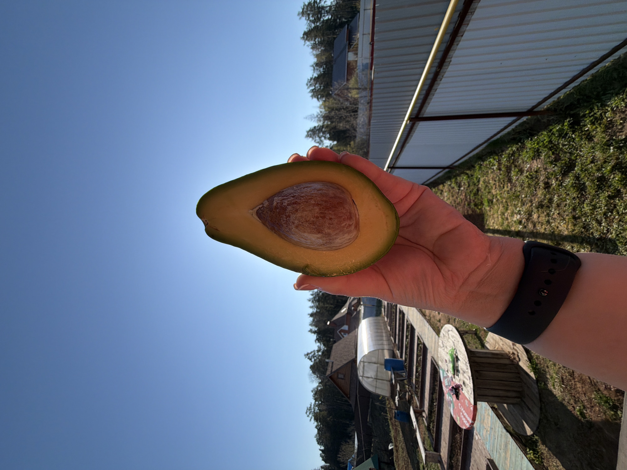 A hand holds a halved avocado with its pit exposed against a clear blue sky. Behind the hand, a landscape features a wooden fence, a patch of green grass, a partially visible spool, and a wooden structure or walkway. In the background, buildings with gabled roofs are partially obscured by trees. The scene appears to be rural or suburban. The geographical location in Chaikovsky, Russia, cannot be confirmed or refuted based on the provided image content. No people are identifiable beyond the hand in the foreground.