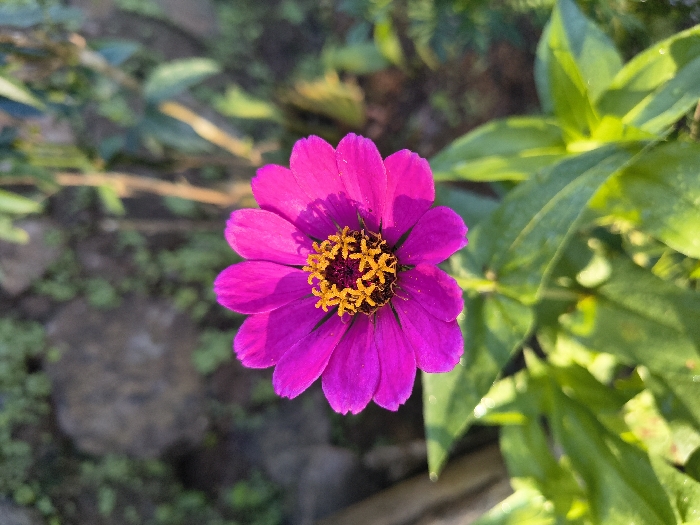 The scene, located in Định An, Vietnam, features a single, vibrant fuchsia-colored flower in sharp focus, occupying the central and lower-middle portion of the frame. The flower exhibits a circular arrangement of multiple broad, fuchsia petals that encircle a dense, textured central disk. This disk is composed of numerous small, bright orange-yellow florets, with a darker reddish-brown core visible within. Below the flower, several green leaves are partially visible, some showing distinct venation, while others are slightly blurred. The background is characterized by a shallow depth of field, rendering indistinct elements: dark grey and brown rock formations interspersed with sparse green vegetation are visible to the left, and blurred green and brown plant stems or foliage appear to the right. The entire scene is under bright, direct illumination, casting subtle shadows on the lower-left petals of the flower. No people, specific actions, or interactions are discernible.