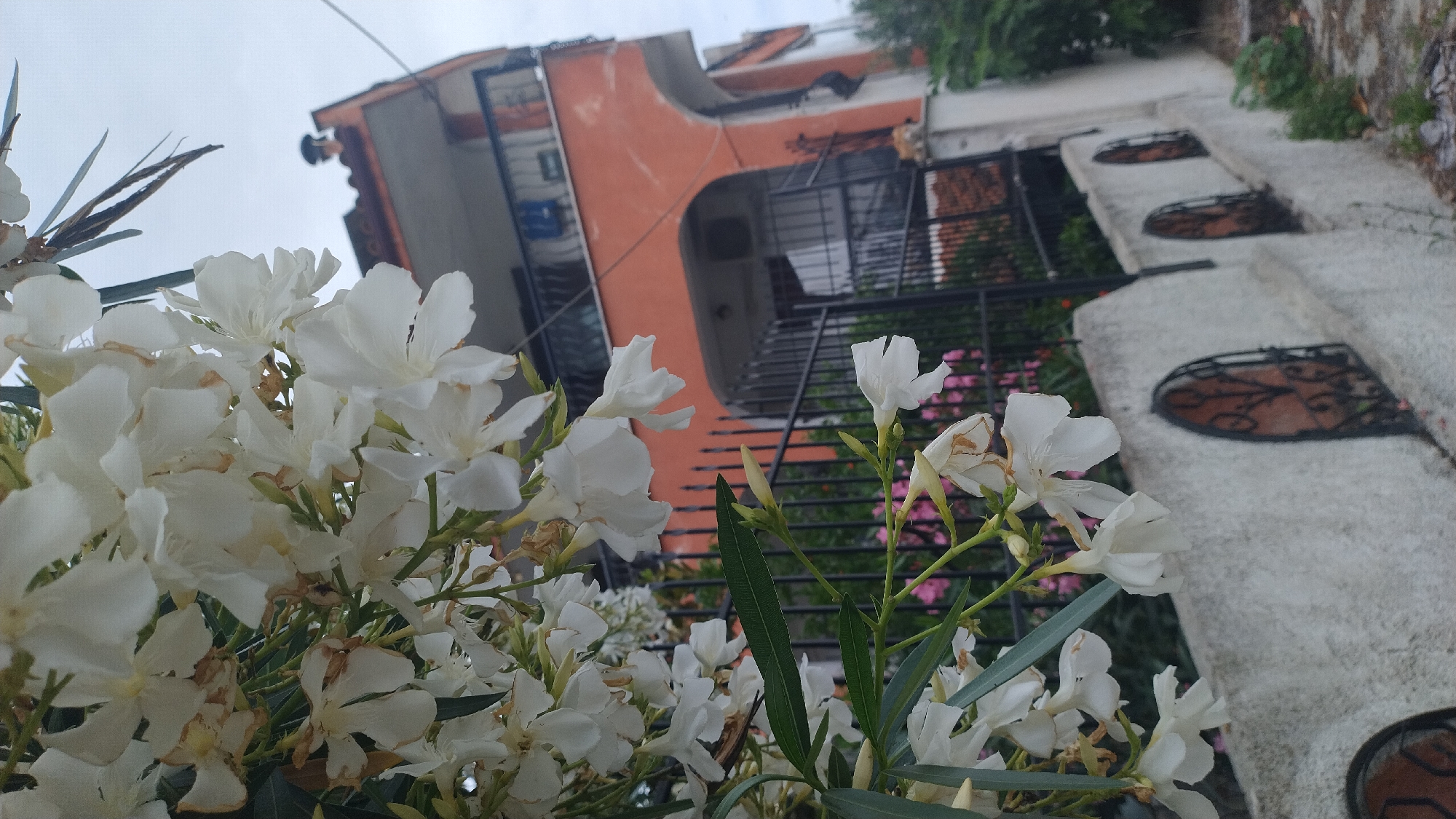 The image depicts a close-up view of white oleander flowers in the foreground, with their delicate petals and green leaves. In the background, a two-story building with orange-colored walls and a dark tiled roof is visible. The building features a balcony with black railings and arched doorways on the ground floor. A black metal fence separates the building from the foreground. The scene appears to be a residential area in Νέα Κερασιά, Greece, with a white wall topped with decorative wrought-iron elements in the immediate foreground. The sky is overcast, suggesting a cloudy day. The overall impression is one of a tranquil, residential setting.