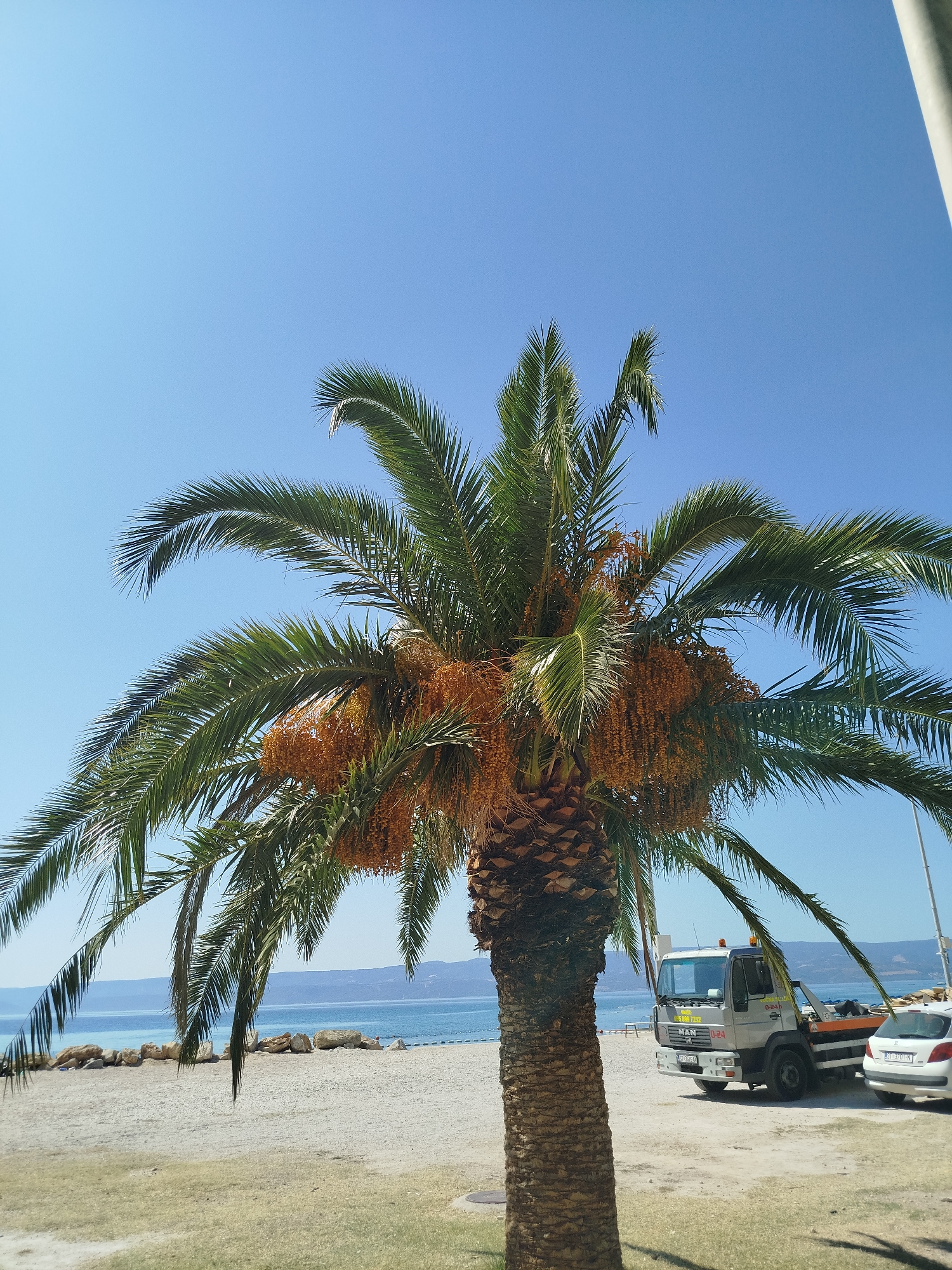 A date palm tree with ripening fruit is centered in the foreground against a clear blue sky. The tree's trunk is textured and dark brown, with its fronds fanning out widely. A tow truck, marked with "MAN" and "0-24", is parked to the right of the palm tree, alongside a white car. In the background, a sandy beach meets a calm blue sea, with a rocky shoreline and distant hills. The scene appears to be set in Omiš, Croatia, given the presence of the palm tree, beach, and clear Adriatic Sea typical of the region.