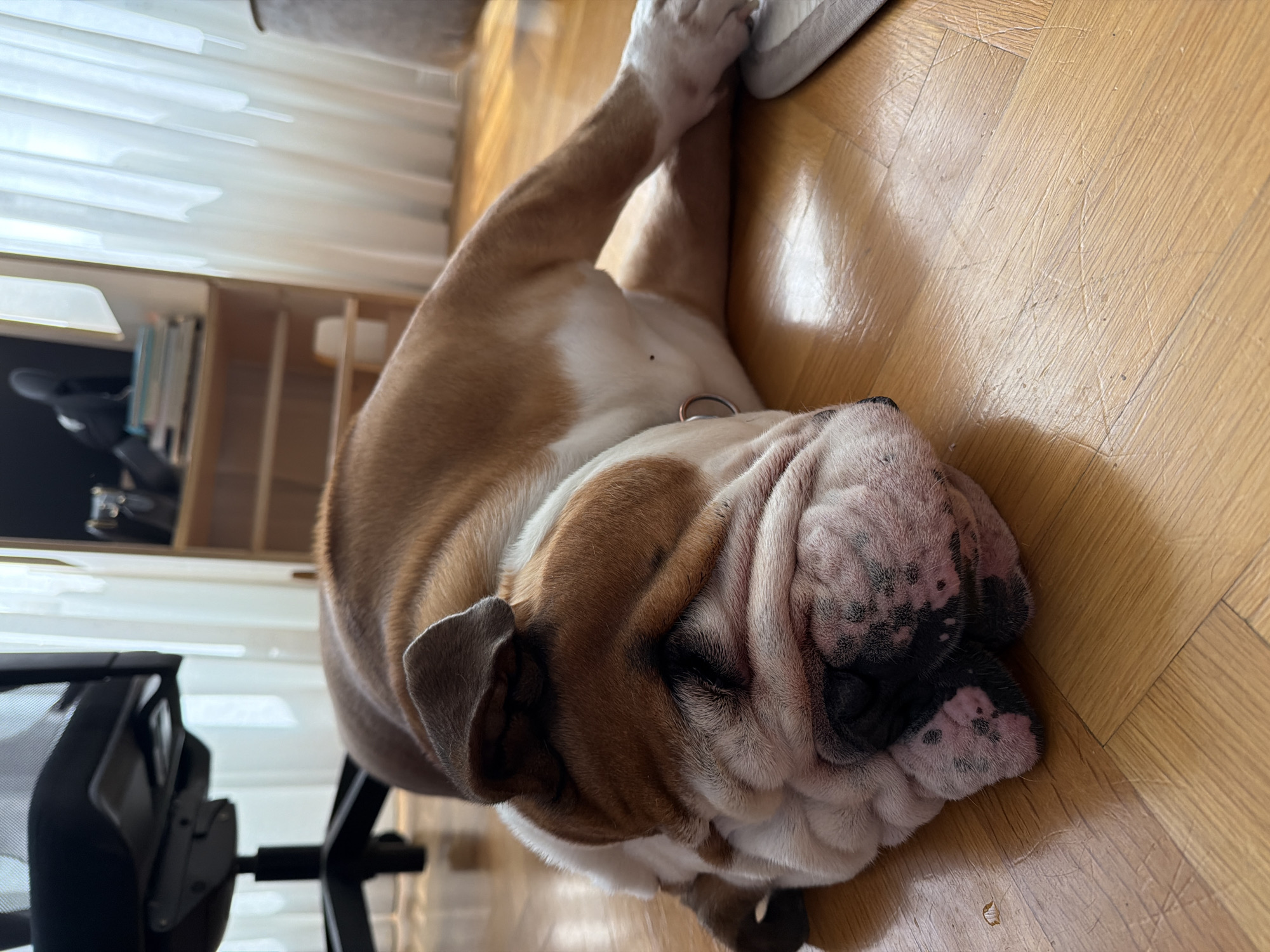 A bulldog is lying on its side on a light-colored wood floor. Its front paws are crossed near a white slipper. The dog has a brown and white coat with wrinkles on its face. A silver collar is visible around its neck. In the background, there is a black office chair and a light-colored bookshelf next to a window with white curtains. The photo was likely taken indoors. There is no information to suggest that the photograph was taken in Sofia, Bulgaria.