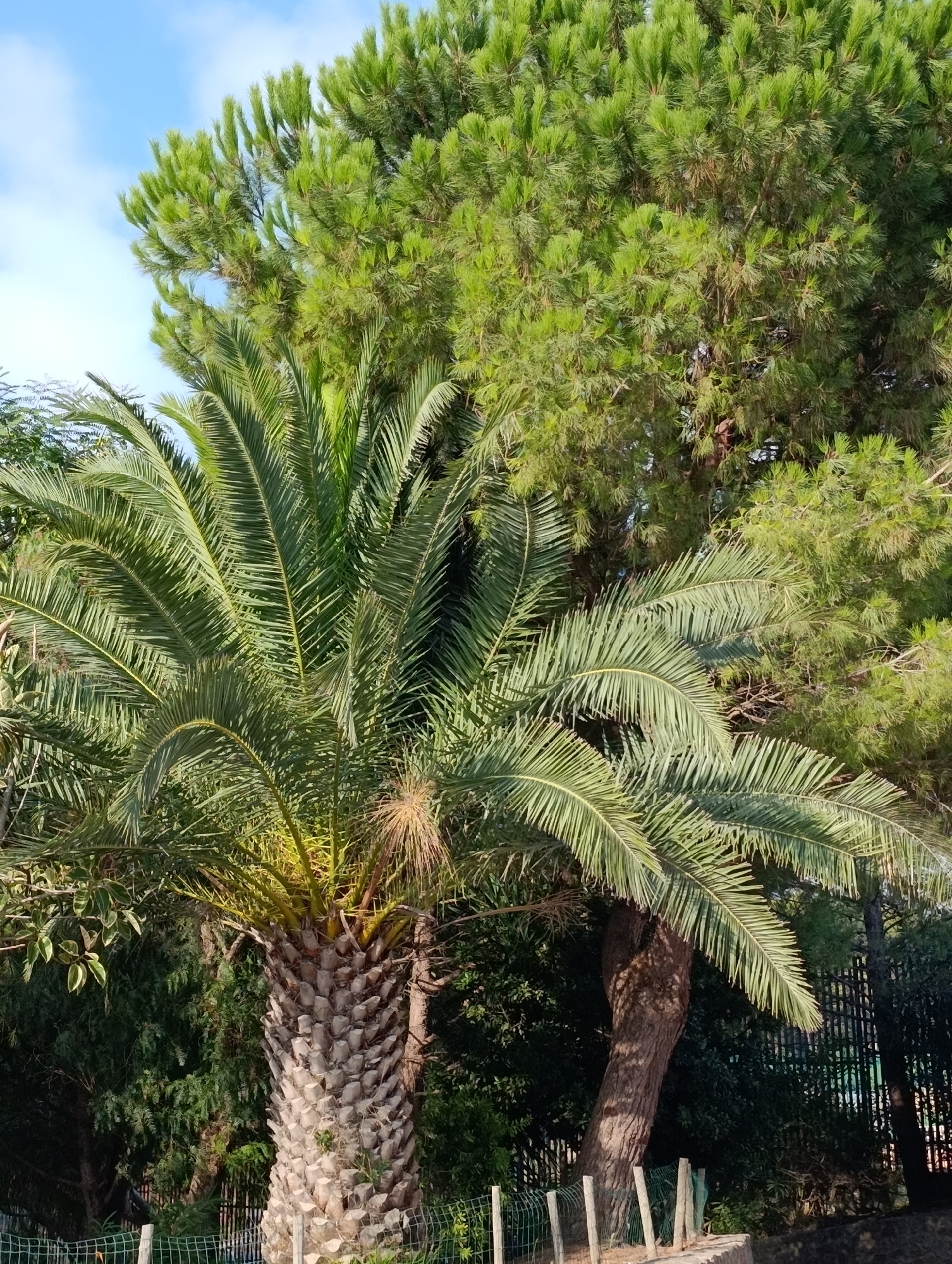 A daylight, eye-level, vertical shot captures a palm tree in the foreground with a dense evergreen tree behind it. The palm tree's thick, textured trunk is covered in diamond-shaped leaf scars. Its fronds are a vibrant green, some arching downwards. The evergreen tree is lush and full, with needle-like foliage in various shades of green. Behind the trees, the sky is a bright blue with wispy white clouds. A dark, slatted fence runs across the background, partially obscured by foliage. The scene suggests an outdoor setting, possibly a park or garden in Setúbal, Portugal, given the presence of palm trees common in Mediterranean climates.