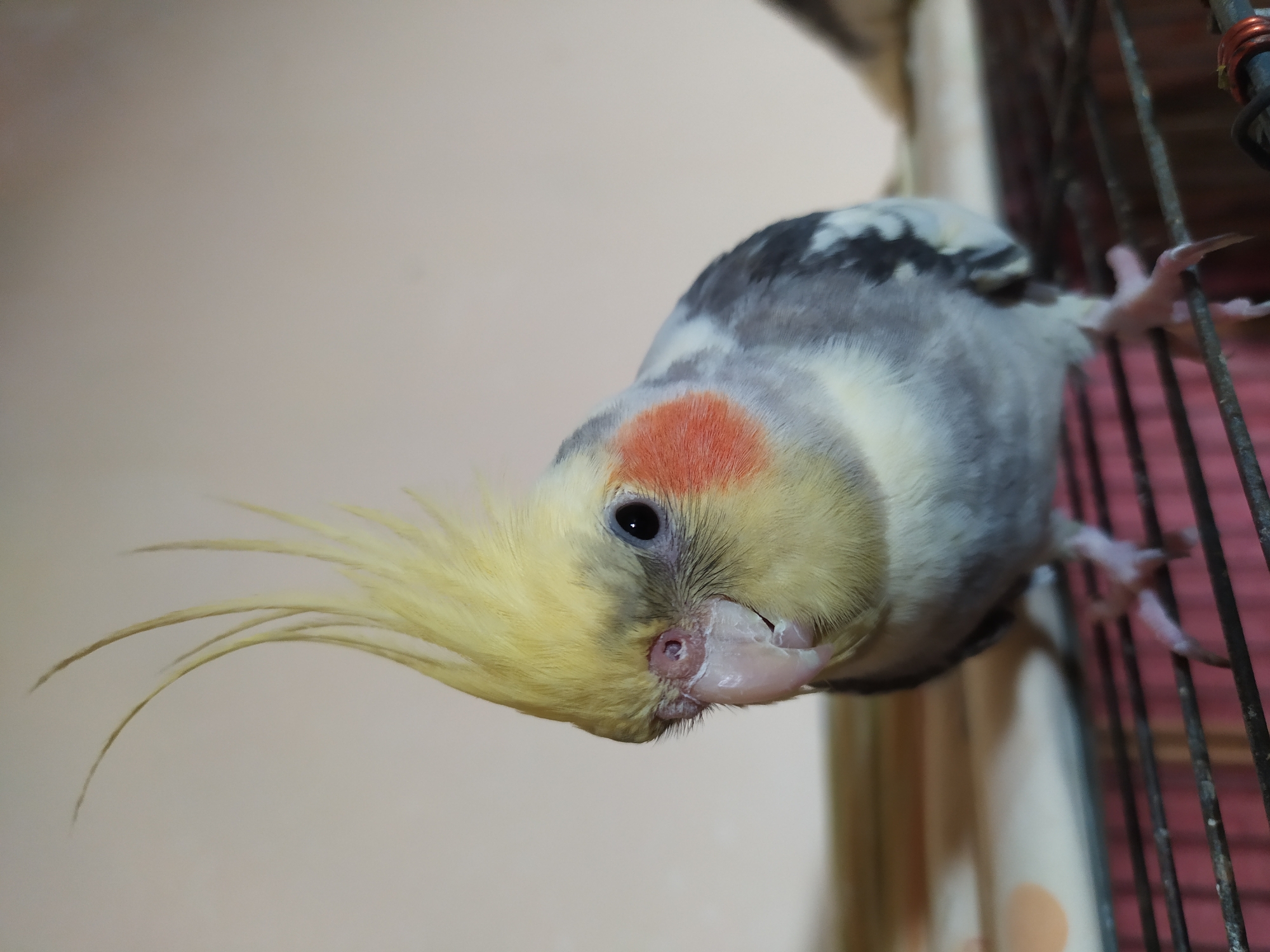 A close-up, eye-level, portrait-oriented photograph captures a cockatiel perched on a dark, horizontal metal grate, likely the top of a cage. The bird's head is slightly tilted down and to its left, with its crest feathers fanned upwards, framing its face. The cockatiel exhibits typical coloration: a yellow head and crest, with grey and white feathers on its body. A prominent orange cheek patch is visible on the right side of its face. Its eye is dark and alert. The background is a softly lit, neutral-colored wall, creating a shallow depth of field that blurs out any further environmental details. The photograph does not depict any elements that would associate it with the city of Bilajari, Azerbaijan.