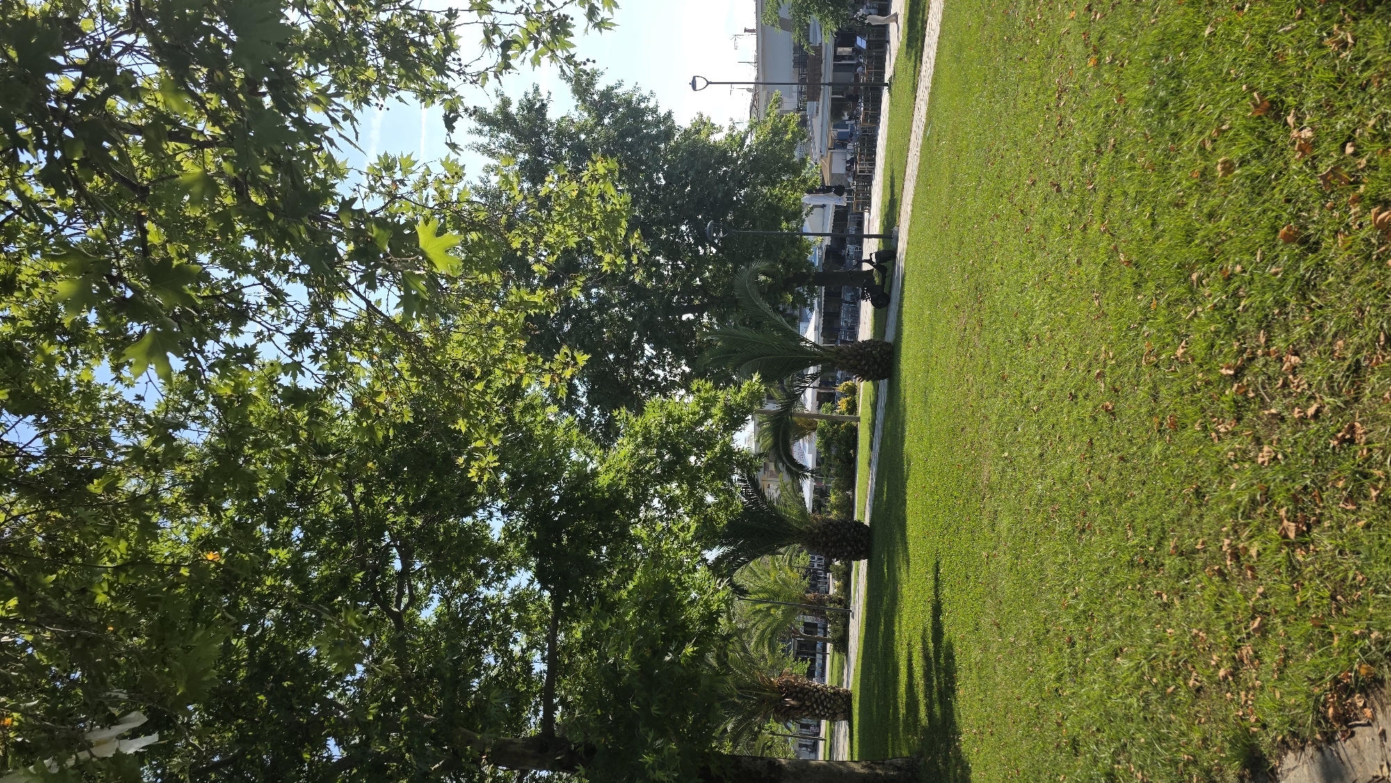 The image displays a sunlit urban park or promenade in Asprovalta, Greece, characterized by lush greenery and architectural elements. The upper portion of the frame is dominated by the dense, vibrant green foliage of large deciduous trees, specifically plane trees (Platanus), identifiable by their lobed leaves and visible small, spherical seed balls. A clear blue sky is visible through the leaf canopy, with sunlight filtering through, creating bright highlights and scattered shadows. A single small piece of white litter is caught in the branches at the upper left, and one bright orange-yellow leaf is visible near the top-center.
The midground features a wide, well-maintained expanse of green grass with a light-colored paved pathway, possibly cobblestone, curving through it from the lower left towards the right. Several stout palm trees with textured trunks and prominent green fronds are interspersed throughout the grassy areas and alongside the path. Large plane trees frame the left and right sides of the scene, with their substantial trunks and dense canopies.
In the background, beyond the trees and palms, a line of light-colored, multi-story buildings is visible. These structures appear to house commercial establishments, specifically restaurants or cafes, indicated by numerous outdoor seating arrangements with tables, chairs, and white awnings or umbrellas. A black electric scooter or small moped is parked on or adjacent to the pathway, to the right of a central palm tree. Two black, modern-style lampposts are positioned along the path, one closer to the foreground and another further back near the buildings. One individual in light-colored clothing is partially visible on the far right, near the outdoor seating, appearing to be standing or walking. Indistinct figures are seated at the outdoor tables.
The foreground consists of more green grass, with numerous dried, brown leaves scattered across its surface, consistent with fallen leaves from the overhead trees. Shadows are cast onto the grass from the left side, and a concrete edge or curb is visible at the very bottom left corner. The overall scene suggests a warm, clear day.