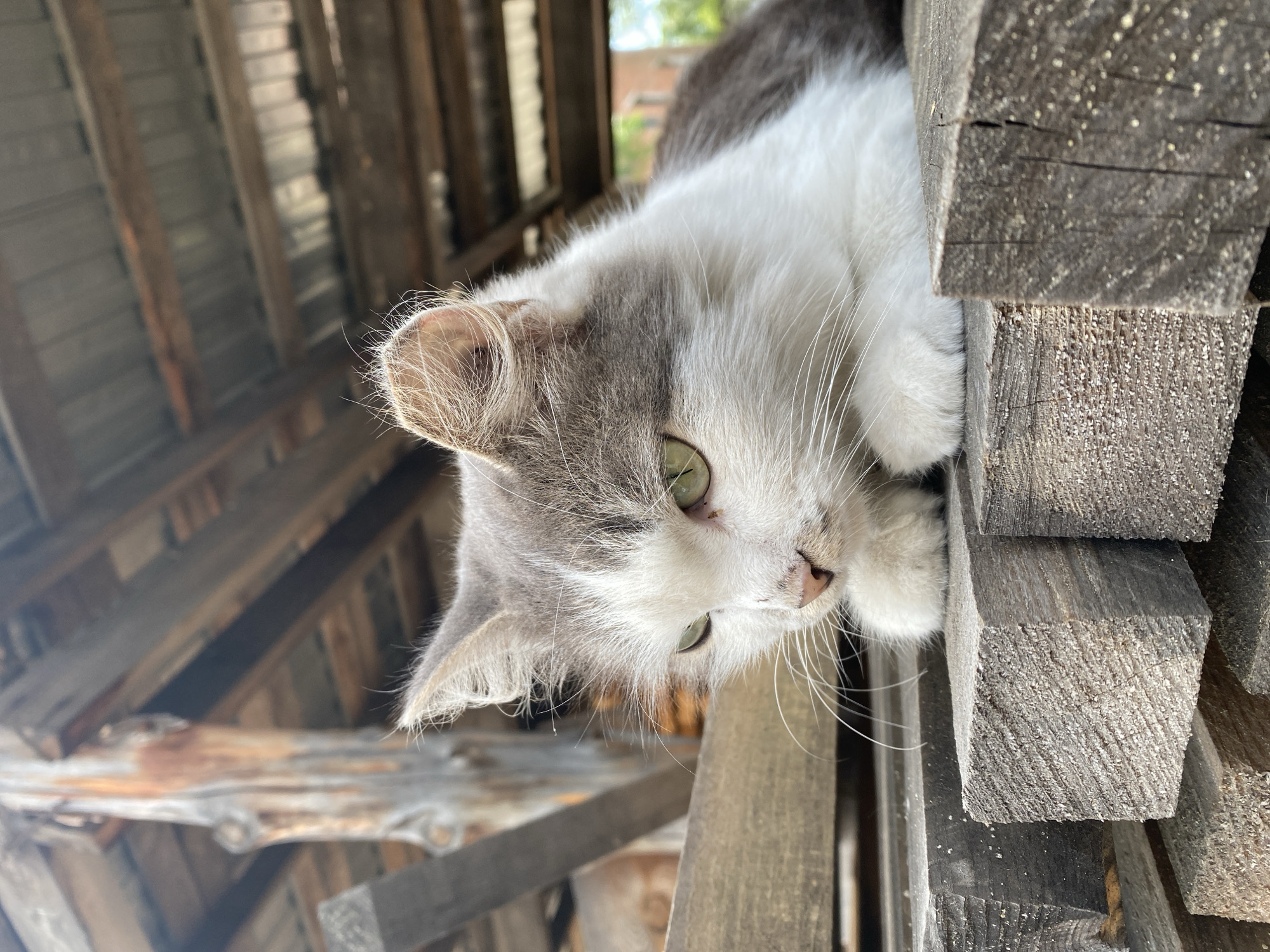 A medium shot shows a medium-haired, bicolor cat with white and gray fur resting on a stack of weathered wooden planks outdoors. The cat's face is turned to the left, with bright green eyes and long white whiskers. Its paws are tucked beneath its chest. The background reveals a rustic wooden structure with a corrugated metal roof, suggesting an outdoor rural or industrial setting. The lighting is natural and appears to be daytime. The location is specified as Znamenka, Russia.