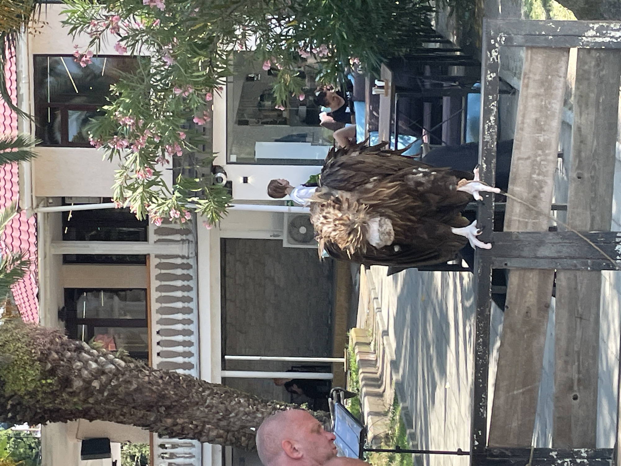 An outdoor scene in a city, possibly Abaata, Abkhazia, features a large bird, likely a vulture, standing on a wooden barrier in the foreground. The bird has dark brown plumage and appears to be tethered by a thin string. Behind the bird, a palm tree trunk is visible on the left, and a building with a pink roof and white railings is in the background. Several people are present: a bald man in the left foreground is looking down at a music stand. Further back, a child stands near a building entrance. In the middle ground, individuals are seated at tables, some of whom appear to be dining or socializing. The environment suggests a public area, perhaps a restaurant or a park, with paved pathways and greenery. The lighting indicates it is daytime, with sunlight casting shadows.