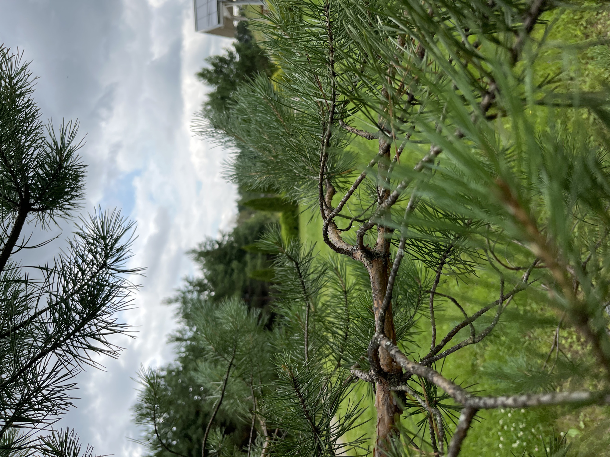 The image captures a close-up view of pine branches in the foreground, with a green grassy yard and a cluster of trees in the background. A portion of a white building with a dark roof is visible on the right side of the frame. The sky is overcast with scattered clouds. The setting appears to be a residential area, possibly in the city of Novinki-Begichevo, Russia, given the presence of the building and the natural landscape. There are no people or animals visible in the image.