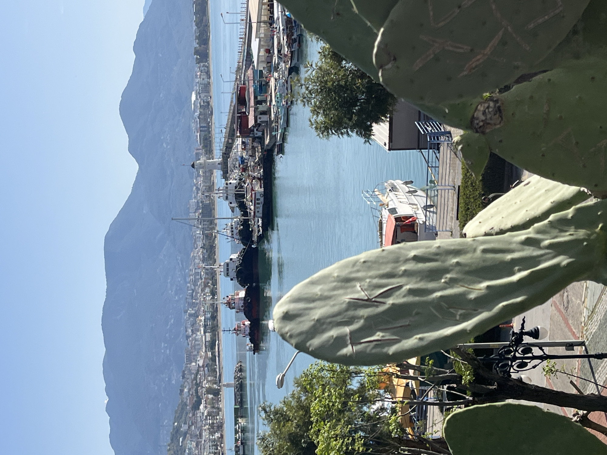 The image captures a harbor scene in Alanya, Turkey, framed by a large prickly pear cactus in the foreground. The harbor is filled with various boats and ships docked along the piers. The clear blue water reflects the sky and the surrounding structures.
In the distance, a mountain range rises along the coastline. The urban landscape of Alanya stretches along the harbor, showing buildings and infrastructure. The cactus takes up a significant portion of the foreground and right side, with some visible carvings on the pads. Below it, glimpses of trees and a decorative street lamp are visible.