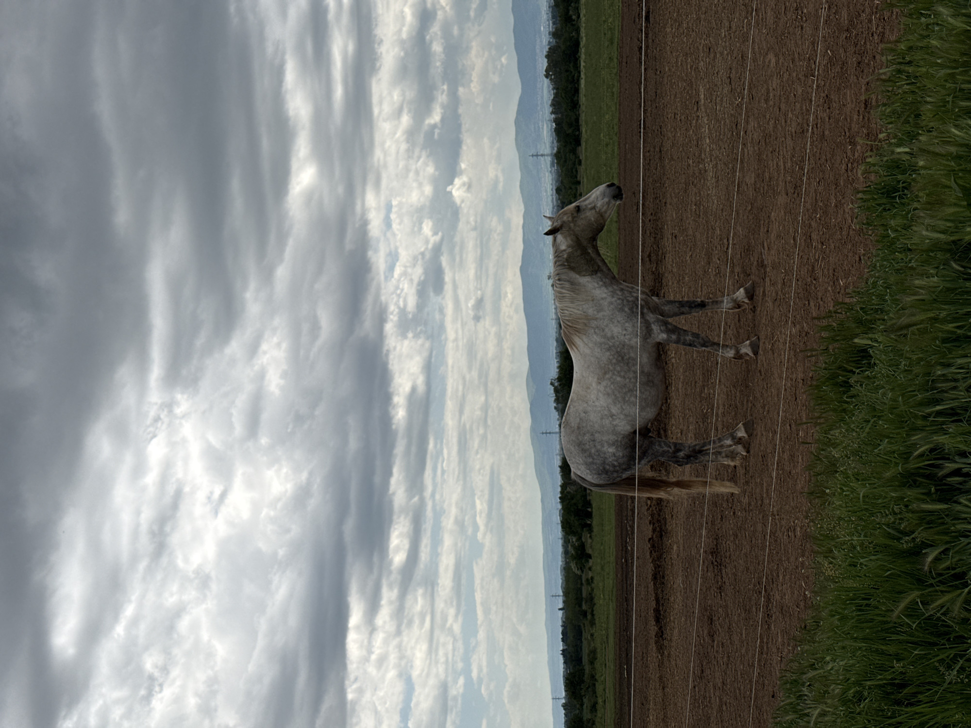 A long-angle, outdoor shot depicts a gray horse standing in a field. The location is potentially Voynegovtsi, Bulgaria, based on a speculative association with the region. The horse is positioned facing left, with its head raised towards the sky, which is filled with dense, layered clouds. The foreground shows a dirt field enclosed by a fence consisting of thin, horizontal wires. To the right of the field, there is a patch of green grass. In the distant background, a line of trees and low mountains can be seen under the cloudy sky. The scene is still, and the horse is the primary subject.