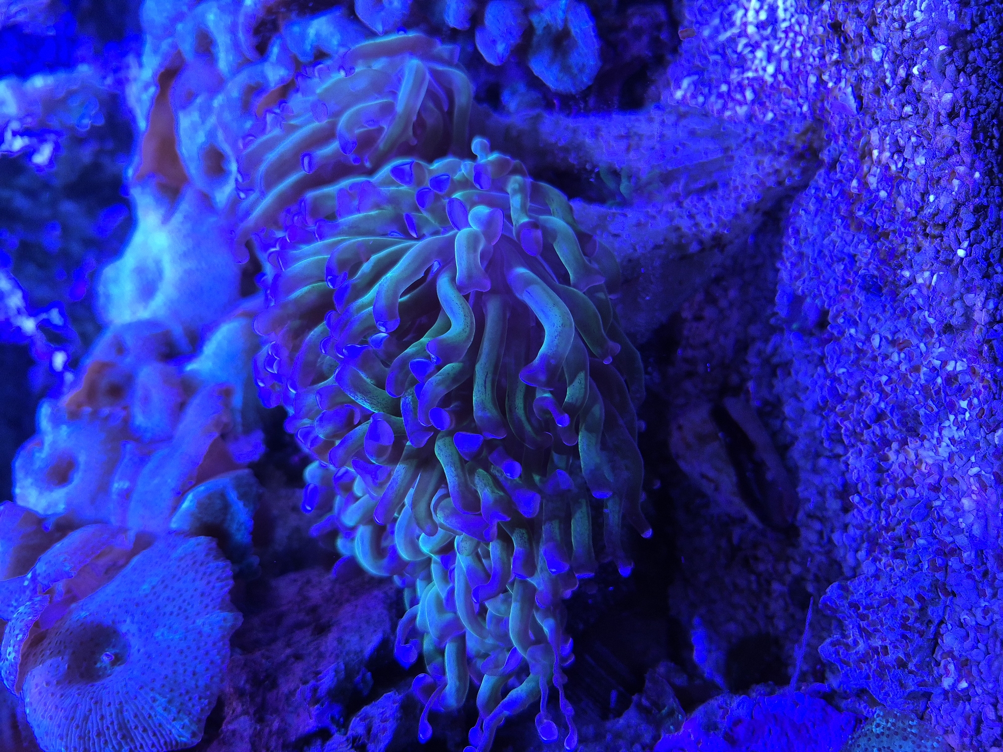 A close-up, underwater photograph depicts a vibrant green and purple branching coral. The coral is the main subject, filling the center and right portions of the frame. Its fleshy, tentacle-like polyps are illuminated with a striking bioluminescent glow, appearing predominantly green with purple tips. The coral is situated on a sandy or gravelly substrate, which is visible in the foreground and lower portion of the image. In the background, other marine life, possibly other corals or anemones, are visible but out of focus, rendered in shades of blue and purple due to the artificial lighting typical of an aquarium. The overall ambiance is dimly lit and otherworldly, dominated by intense blue and purple hues. The location is Unknown, Unknown.