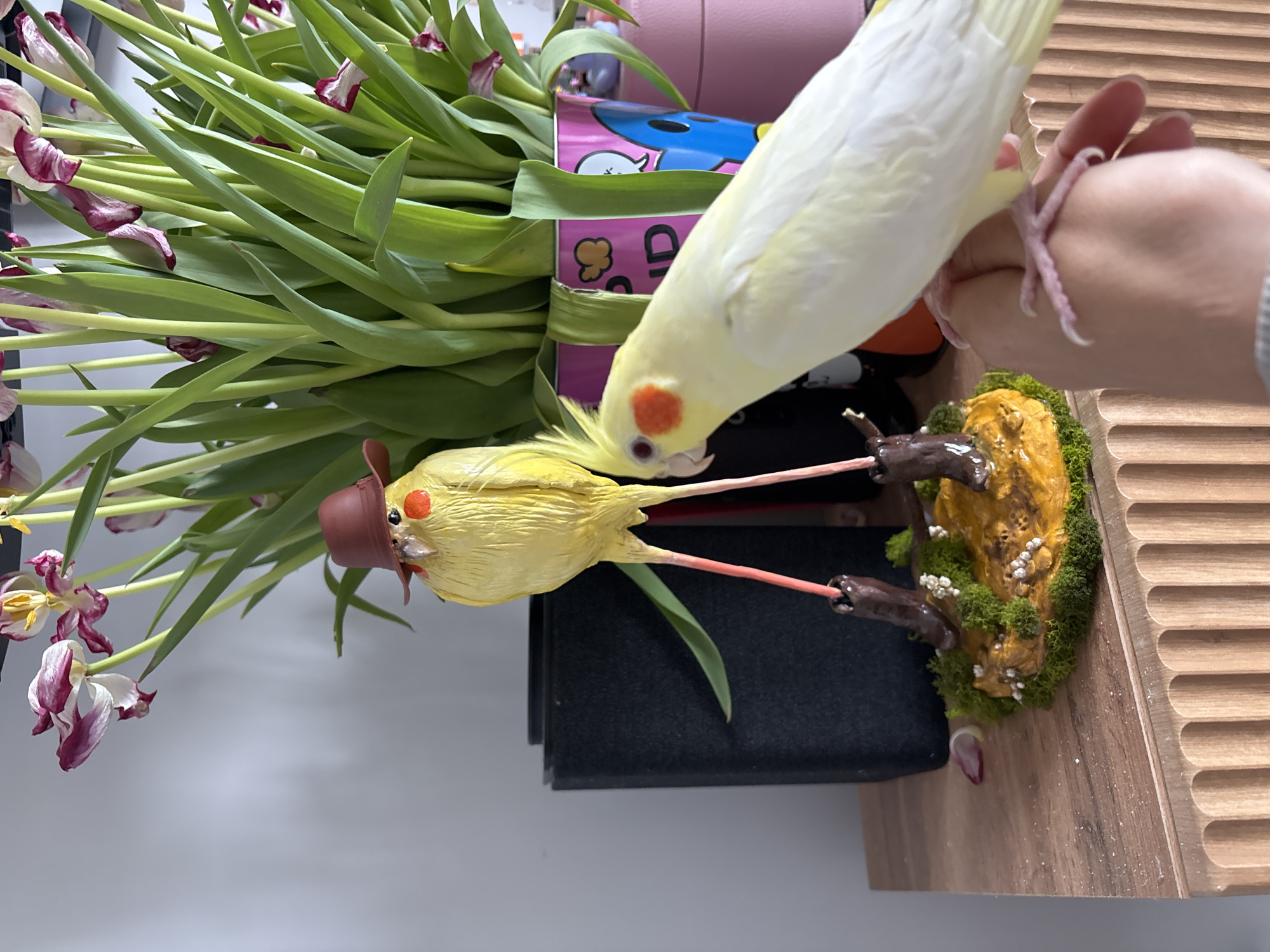 This image depicts an indoor scene in Krasnoyarsk, Russia. A light-colored cockatiel with orange cheek patches is perched on a human's hand in the foreground, facing left. Behind it, a yellow cockatiel figurine wearing a brown fedora and brown boots stands on a small mossy base. To the left of the figurine, a dark, rectangular object is visible. In the background, a pink container adorned with cartoon figures holds a bouquet of wilting tulips, characterized by long green stems and drooping white and maroon petals. All objects, except the live bird and hand, rest on a light brown wooden surface with a ribbed edge. The background consists of a plain, light-colored wall.