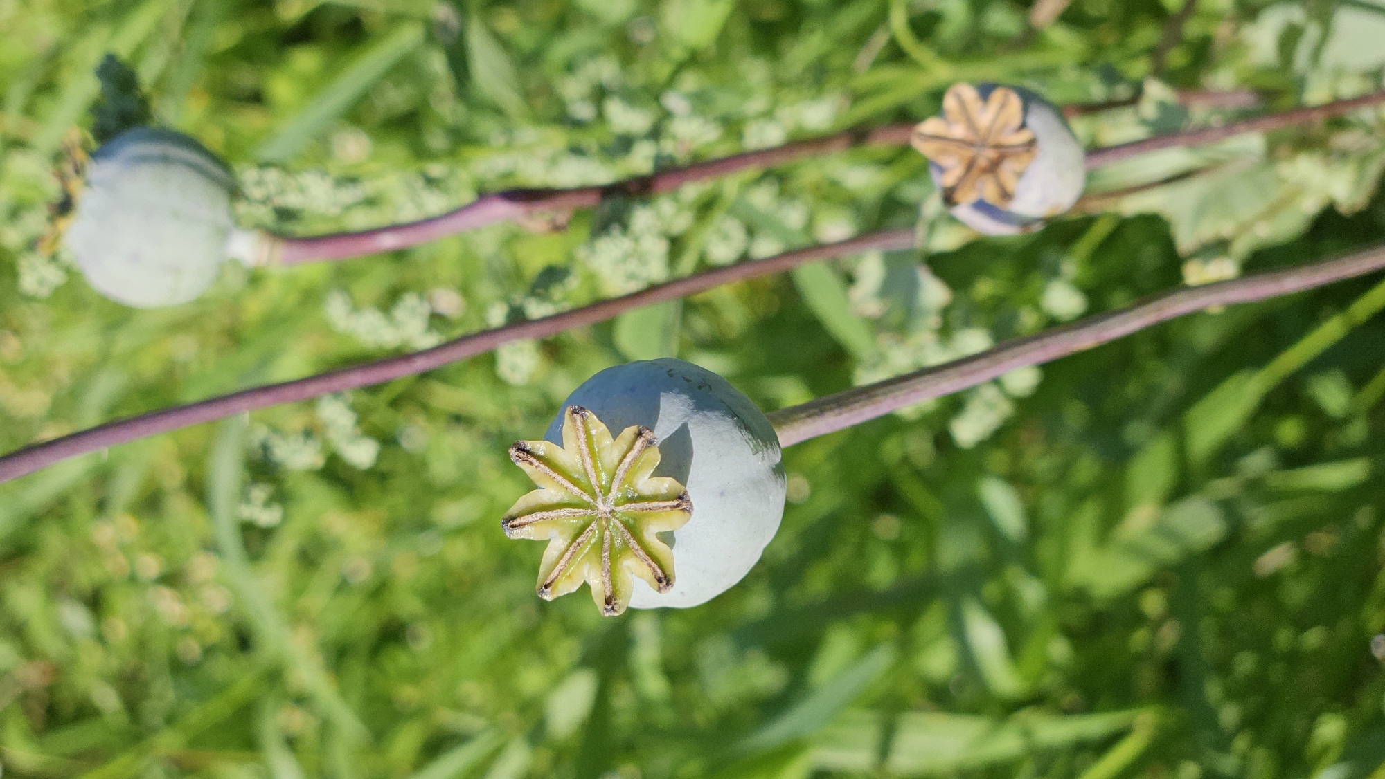 In Kapūņi, Latvia, a close-up, vertically oriented photograph captures several opium poppy seed pods (Papaver somniferum) in a grassy, outdoor setting. The focus is on the seed pods, which are round and grayish-blue. The largest pod in the foreground is split open at the top, revealing a star-shaped crown with green, ribbed segments. Two other pods are visible in the background, one higher and to the right, and another smaller one lower and to the right. These pods also display their characteristic star-shaped crowns. The poppy stems are thin and purplish. The background consists of out-of-focus green foliage, suggesting a natural or cultivated field environment. The lighting appears to be natural daylight, casting subtle shadows.