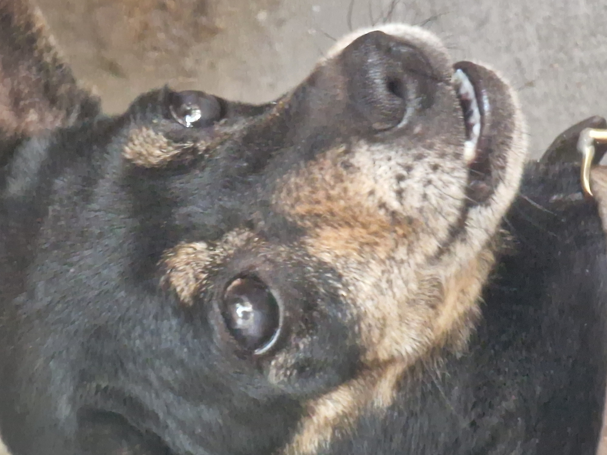 This media file is a close-up, upward-angled shot of a dog's face, likely taken outdoors. The dog appears to be black with tan markings around its muzzle and eyes. Its eyes are dark and appear somewhat wet, with a light reflection in the left eye. The dog's nose is black and prominent, and its mouth is slightly open, revealing a glimpse of its teeth and tongue. The fur texture is visible, with darker fur on the face and lighter, brindle-like fur on the cheeks and muzzle. A hint of a collar with a metal buckle is visible on the right side of the frame. The background is blurred and appears to be a rough, light-colored surface, possibly concrete or dirt. The lighting suggests it might be daytime, but there are no clear indicators of time of day or weather. The dog's expression could be interpreted as curious or expectant. No text is visible in the image. The context provided indicates the location is Zlataritsa, Bulgaria.