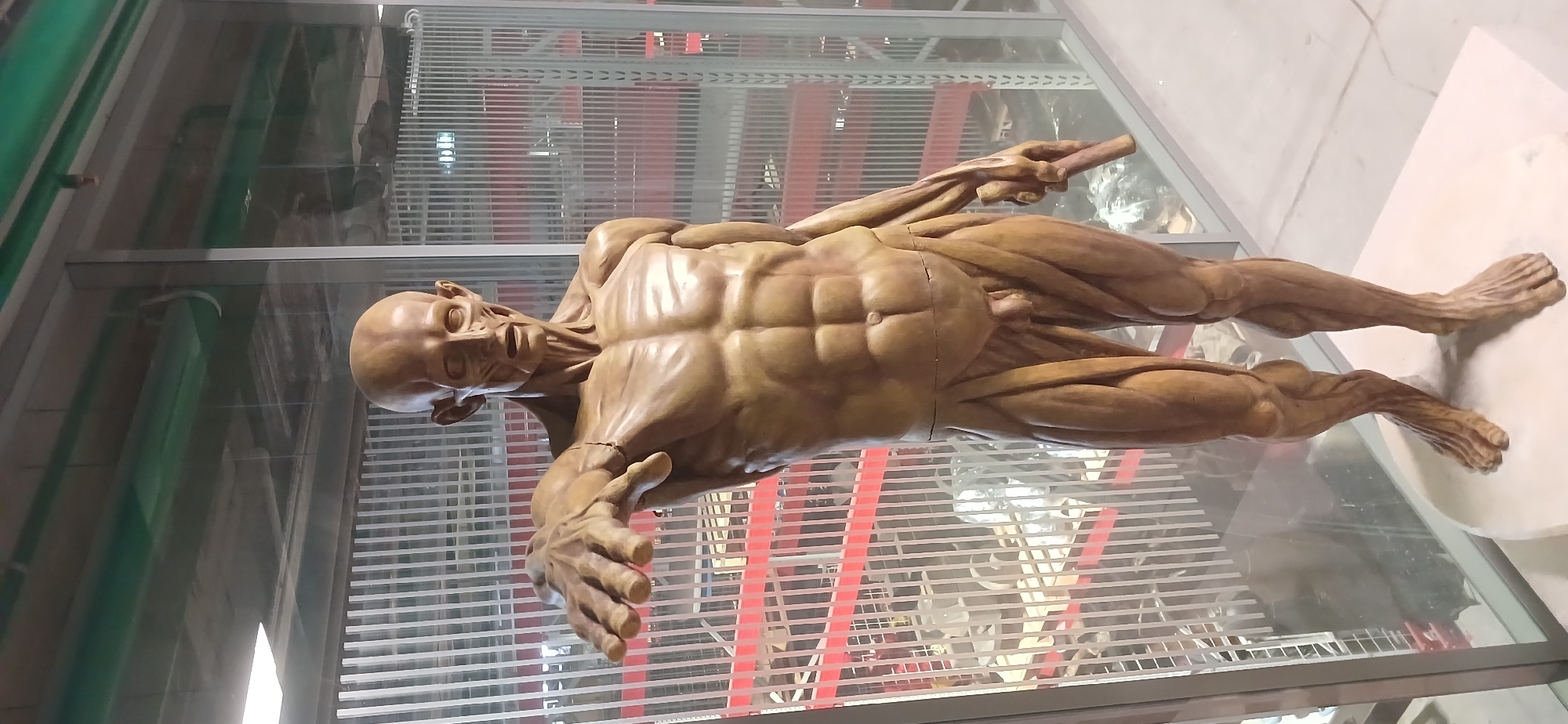 The image depicts a wax anatomical model of a human male, likely displayed in a glass case. The figure is bald, with visible musculature. The model is brown. The background suggests an indoor environment with red and white stripes. The location is unknown, but the prompt mentions Moscow, Russia. The subject is a wax model, not a person. There are no actions or interactions taking place, as the model is stationary. The environment is a display case with a background of red and white stripes.