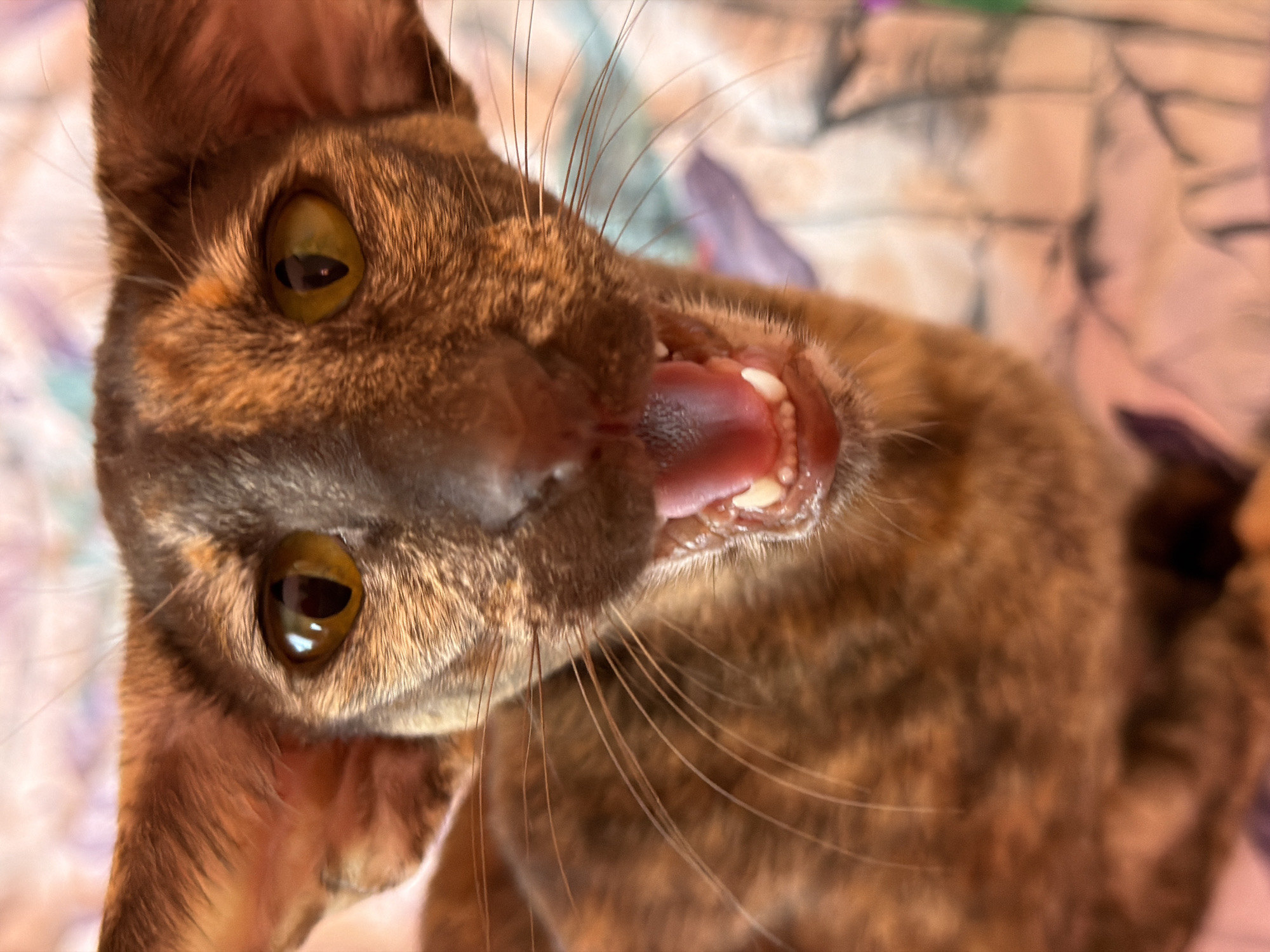 A close-up, high-angle shot focuses on a brown, feline animal with amber-colored eyes and a pink tongue extended. The cat is partially turned towards the viewer, its mouth open revealing white teeth. Numerous whiskers extend from its face. The background is blurred, showing a multicolored surface. No people, specific objects, actions beyond the cat's open mouth, or interactions are discernible. The environment is unclear beyond the immediate background. No information indicates a location in the city of Chaikovsky, Russia.